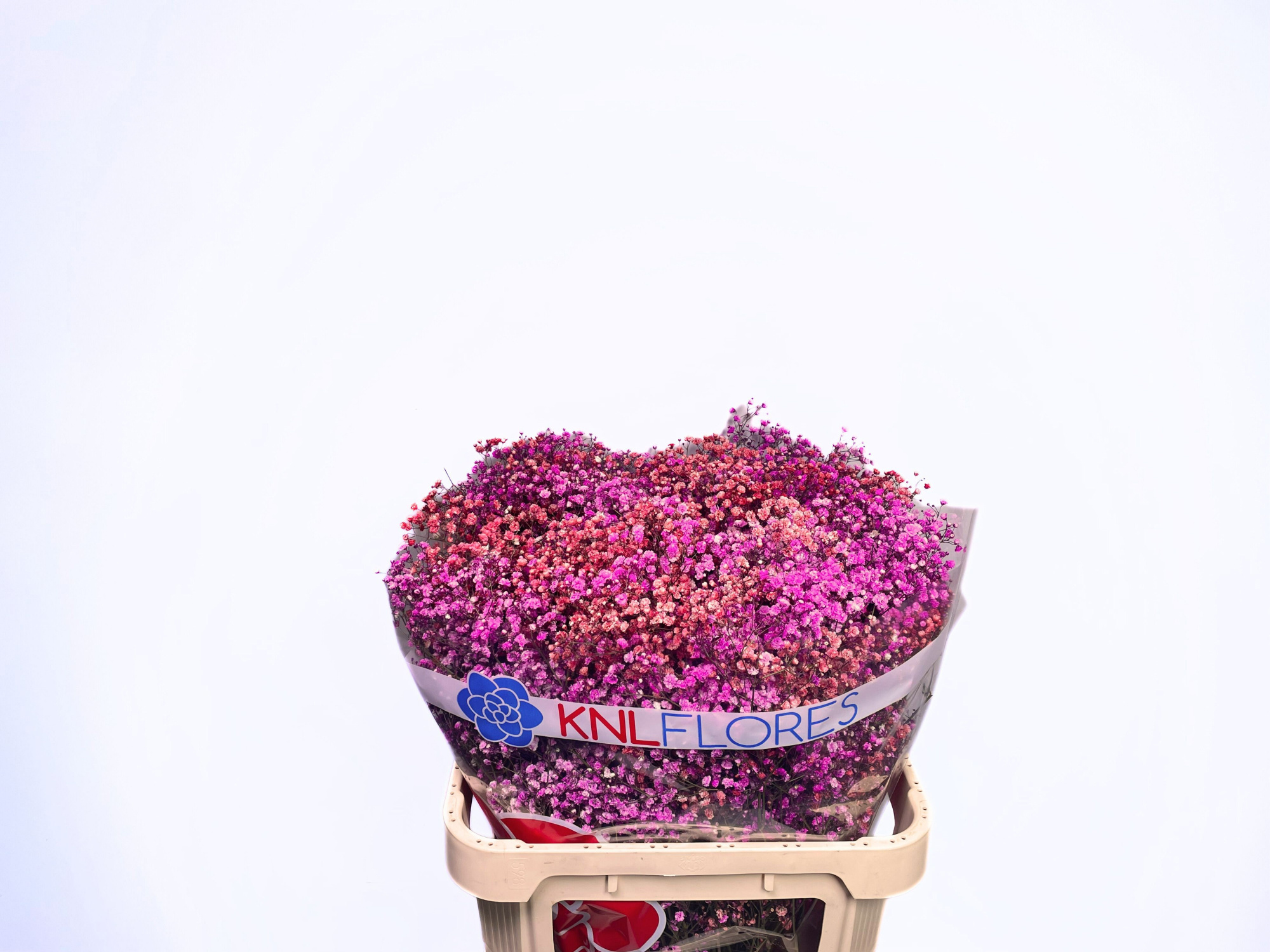 Гипсофила Овериг Крашеная (краш. ) 80, шт.