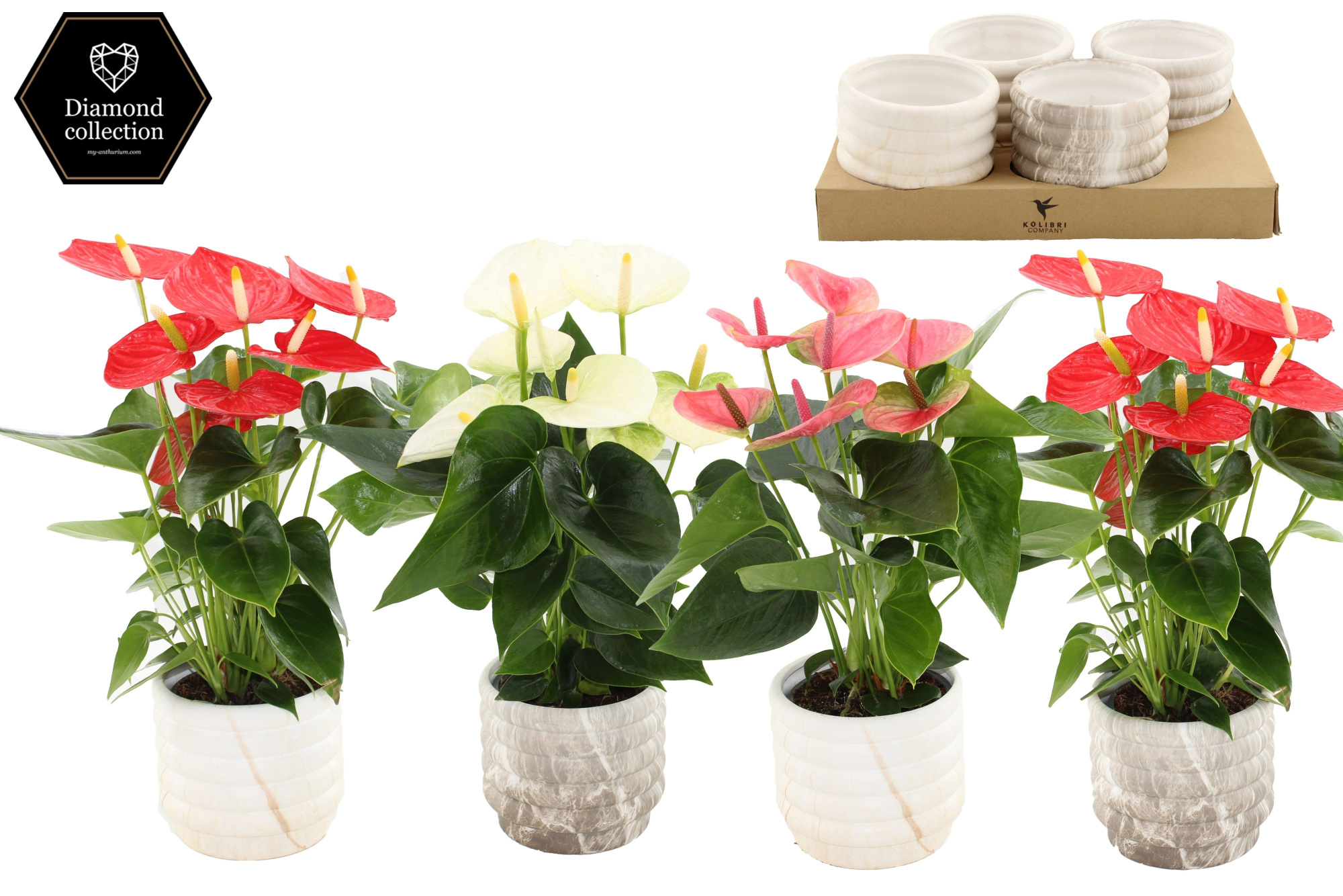 Anthurium 12 cm 3 color mix in Marble ceramics, D 12
