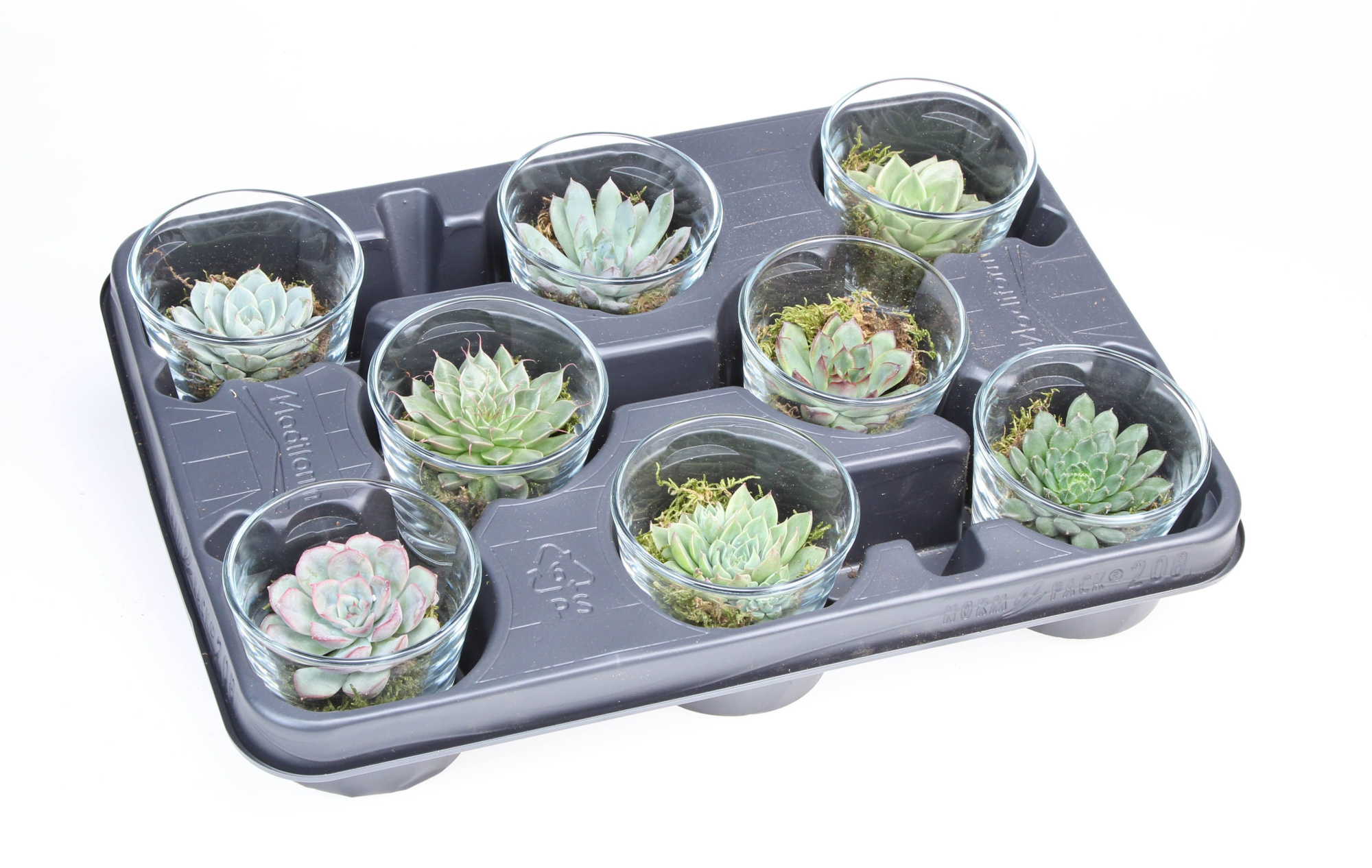 Deco glas succulent, D 8