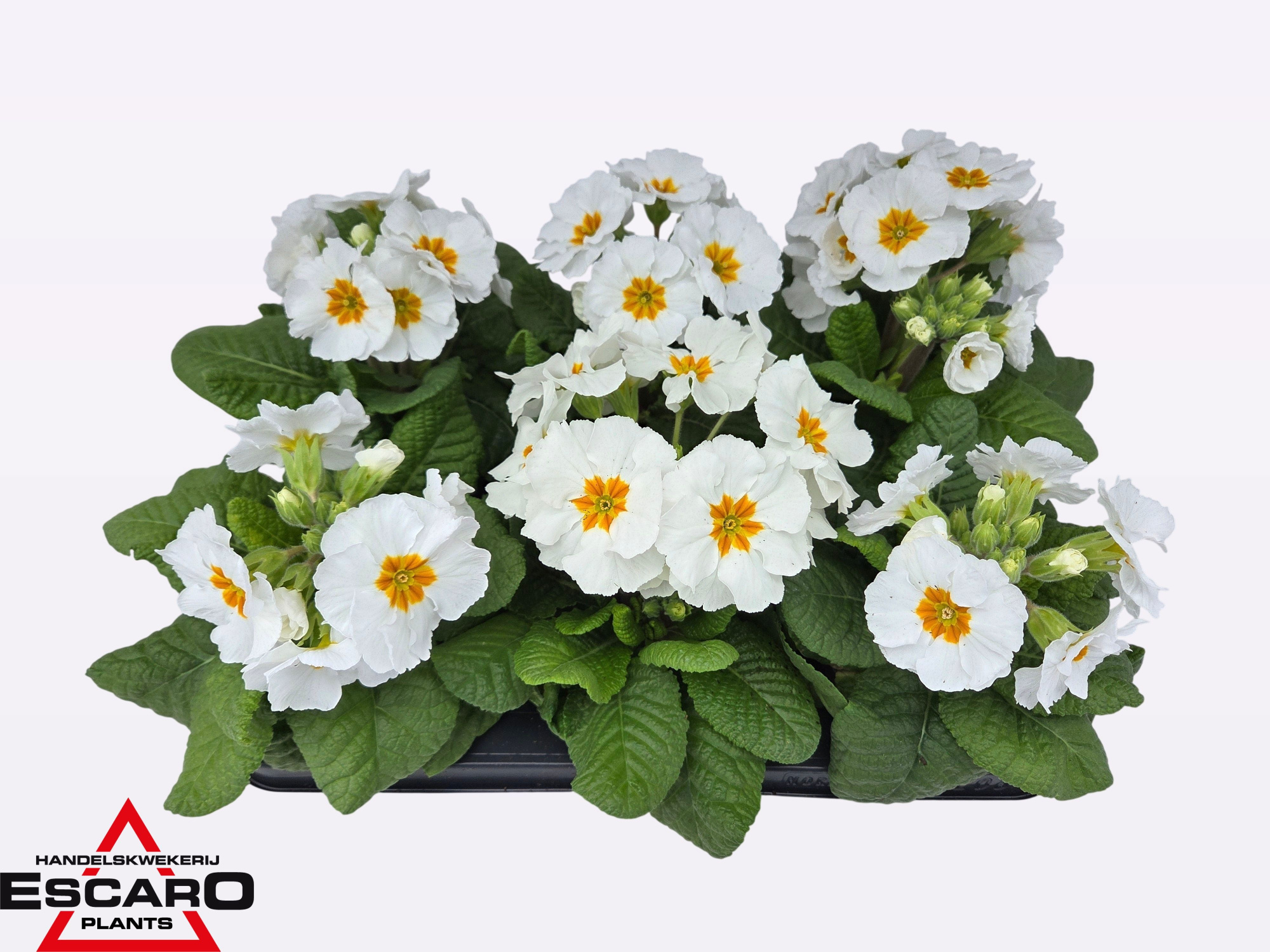 Primula elatior Sibel white P12, D 12