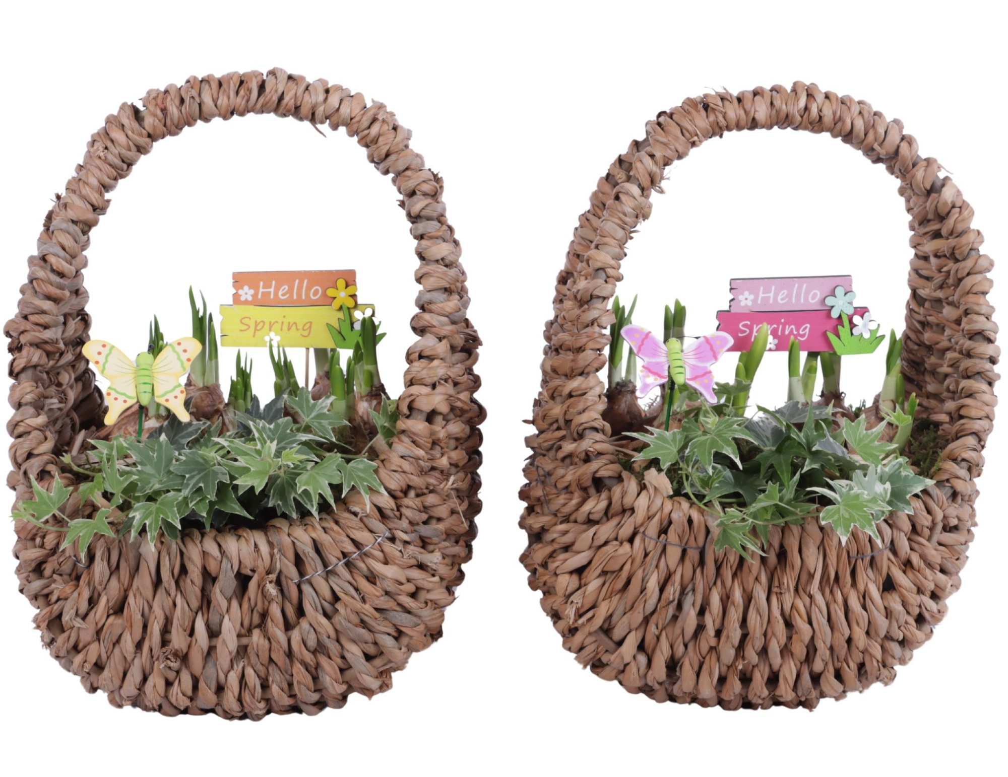Bulbs Arr. Narcis Egg Shaped Handle Basket Ø27cm, D 23