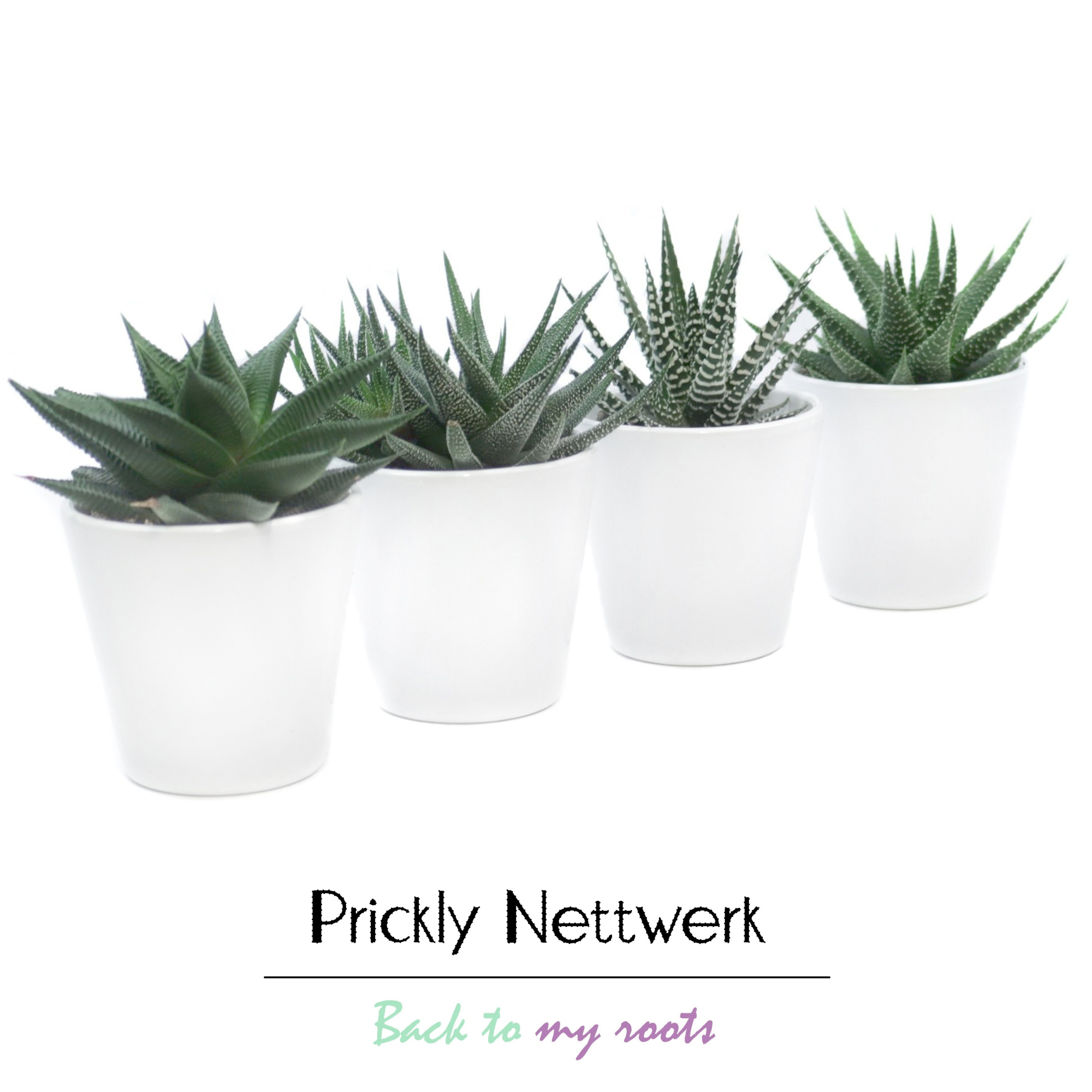 Haworthia mix in wit konisch vaasje 10 cm, D 9