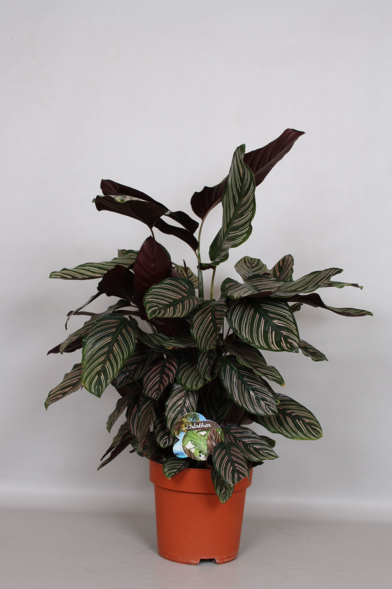 Calathea Ornata Sanderiana - Green4life, D 24
