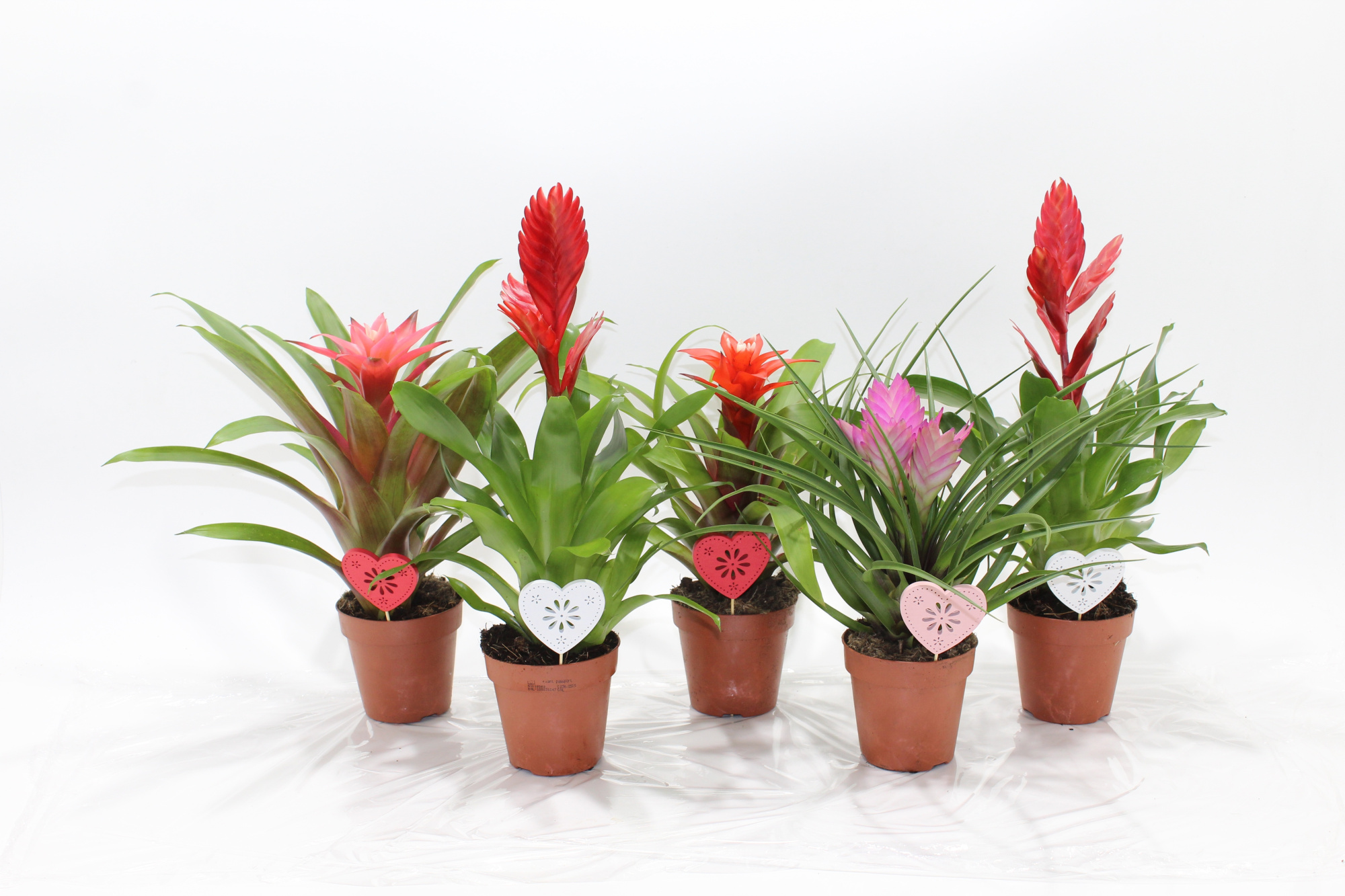 Bromelia Adventure Love met bijsteker hart, D 10,5
