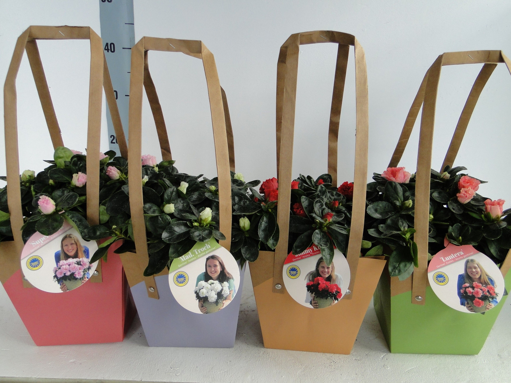 GHENT AZALEA YOUNG STARS POT 12 BAG, D 12