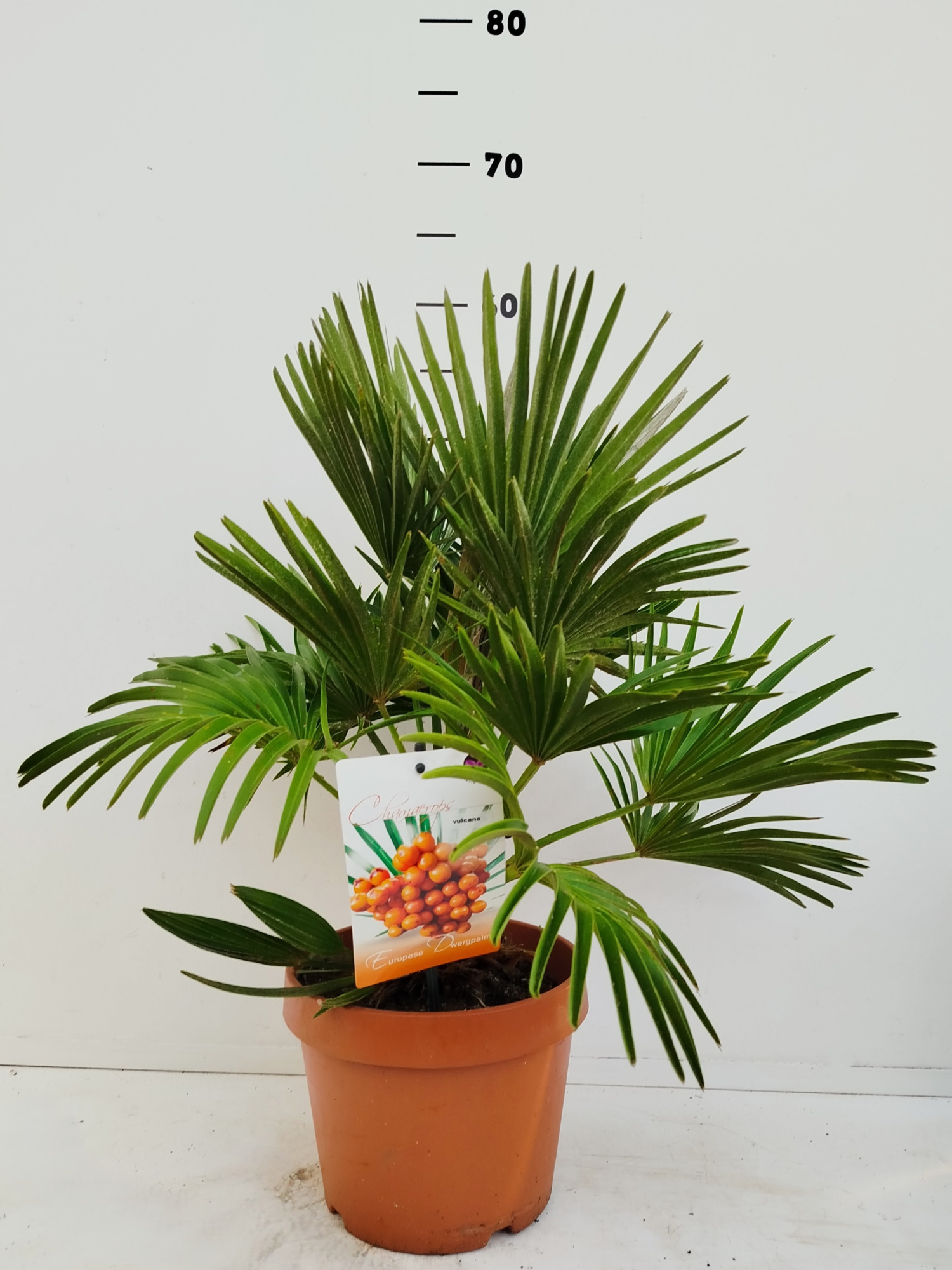 Chamaerops vulcano, D 19