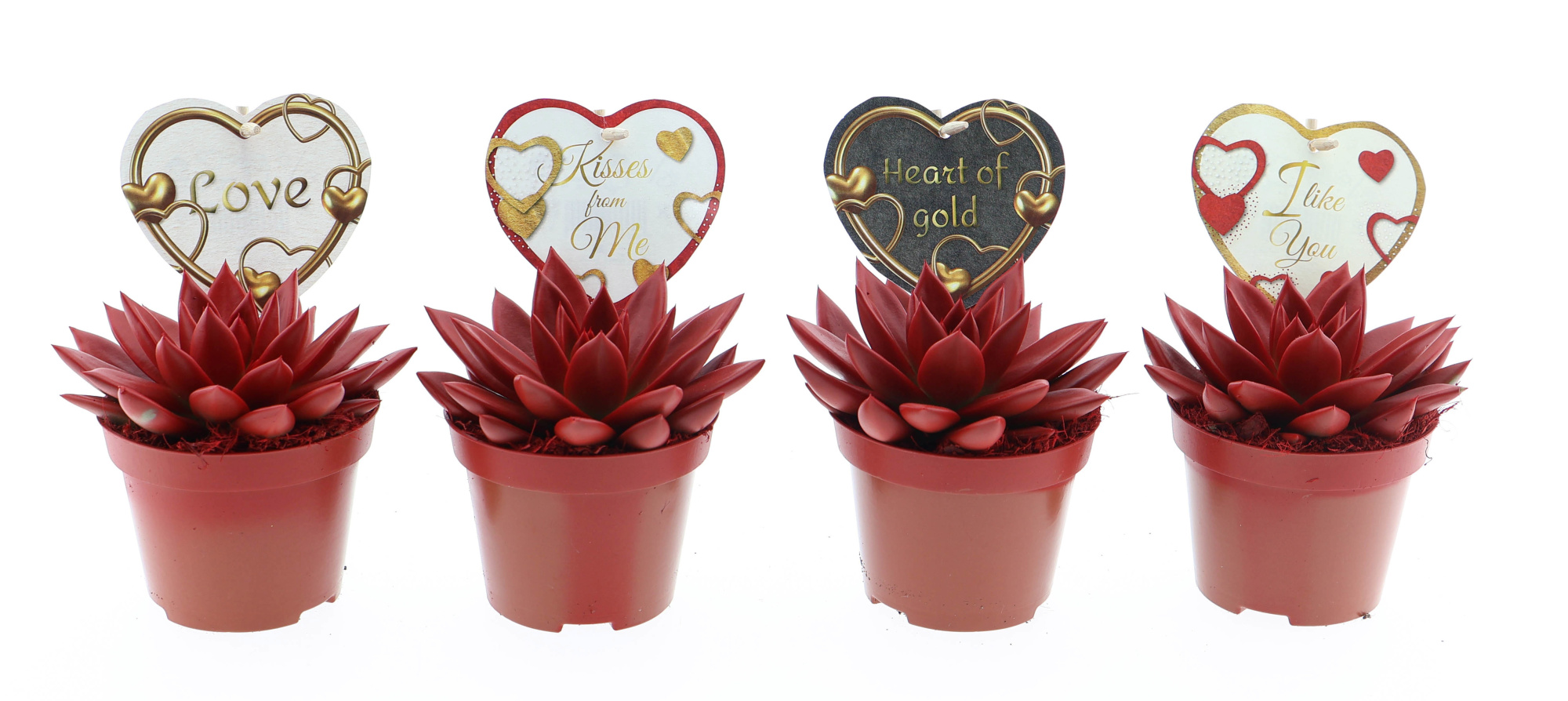 Miranda rood + love etiket, D 10,5