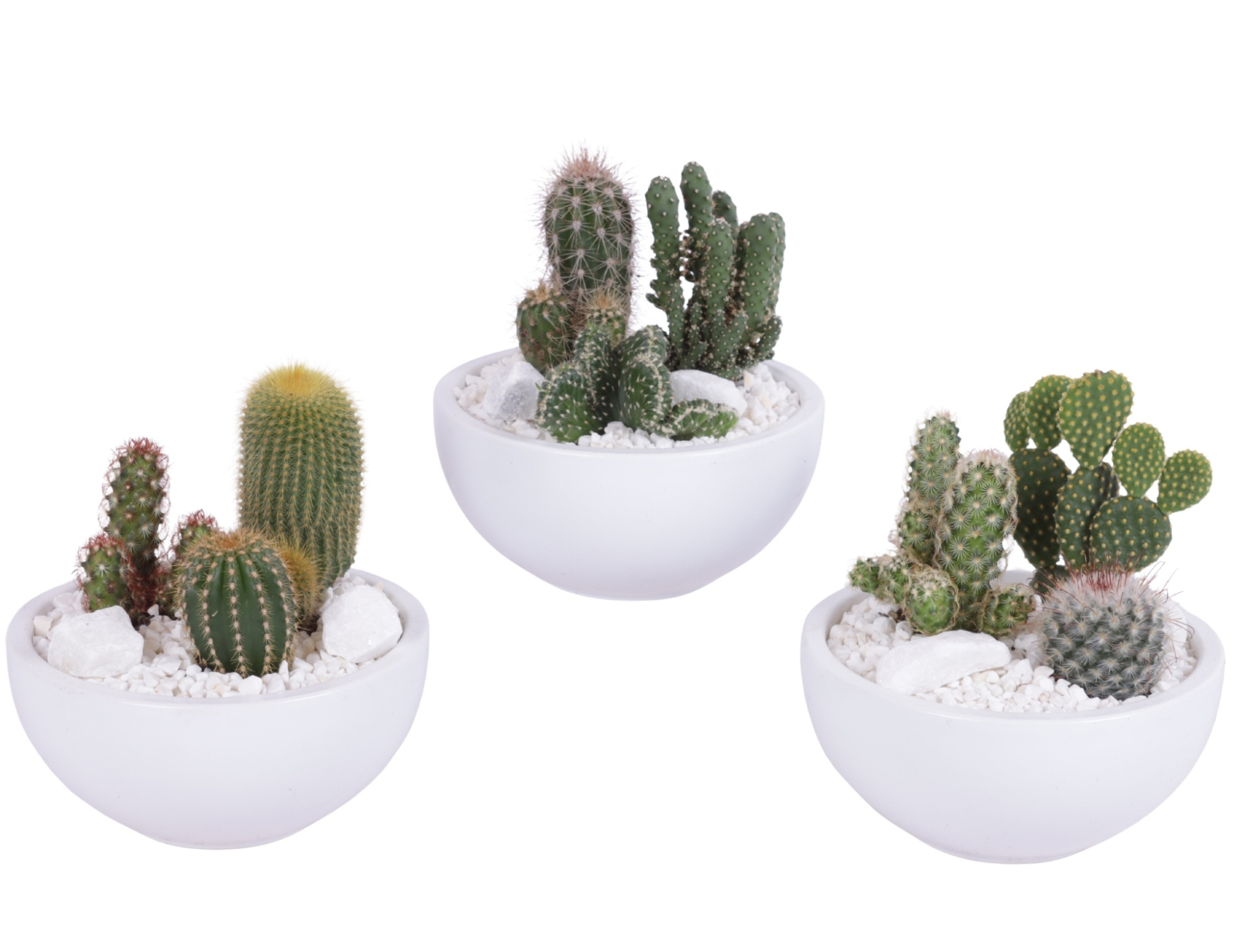 3x cac 5,5cm in witte schaal met wit grind, D 15