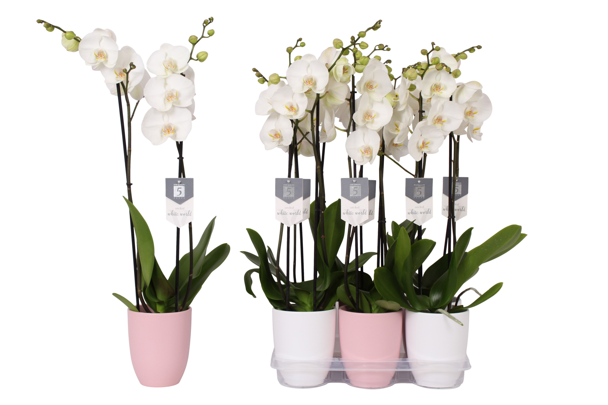 Phalaenopsis White World, 2-spike Pink and White Ceramics, D 12