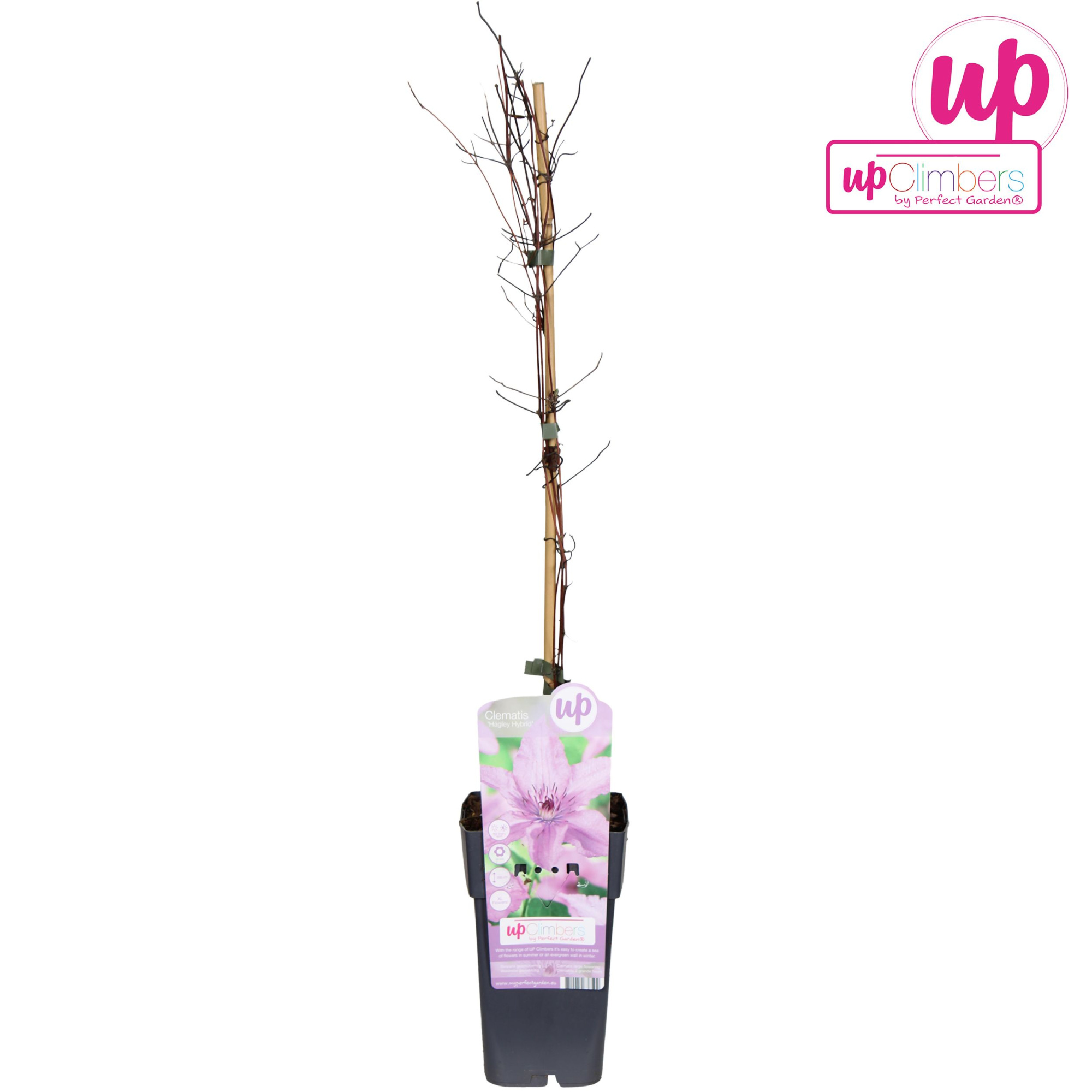 Clematis Hagley Hybrid P15, D 15