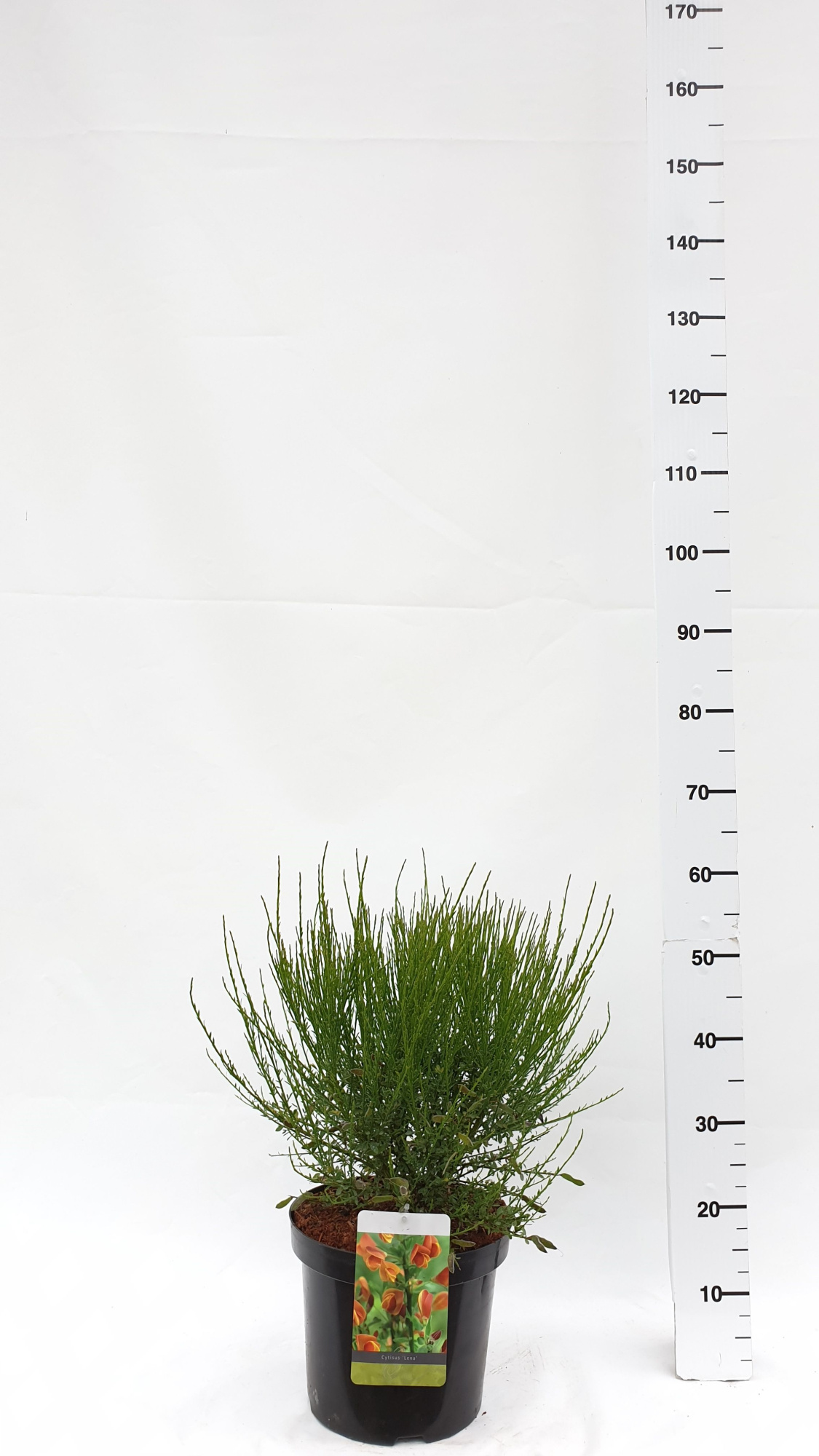 Cytisus 'Lena', D 30