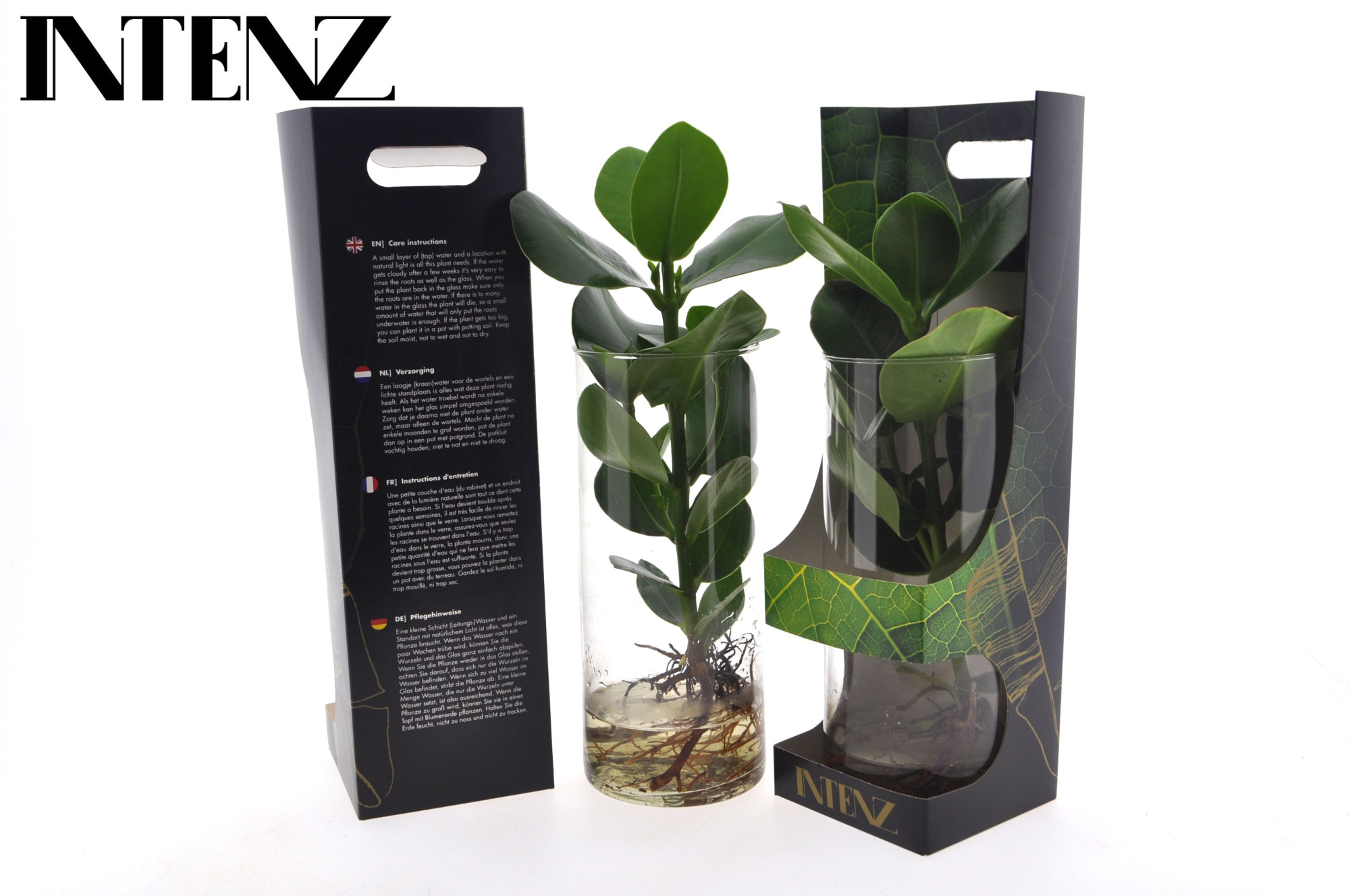 Clusia in Cylinder glas - levertijd: 24 uur, D 12