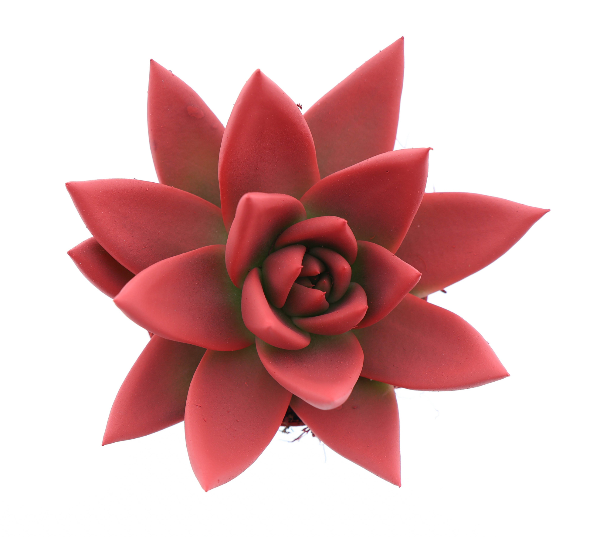 Rainbow bright red, D 6