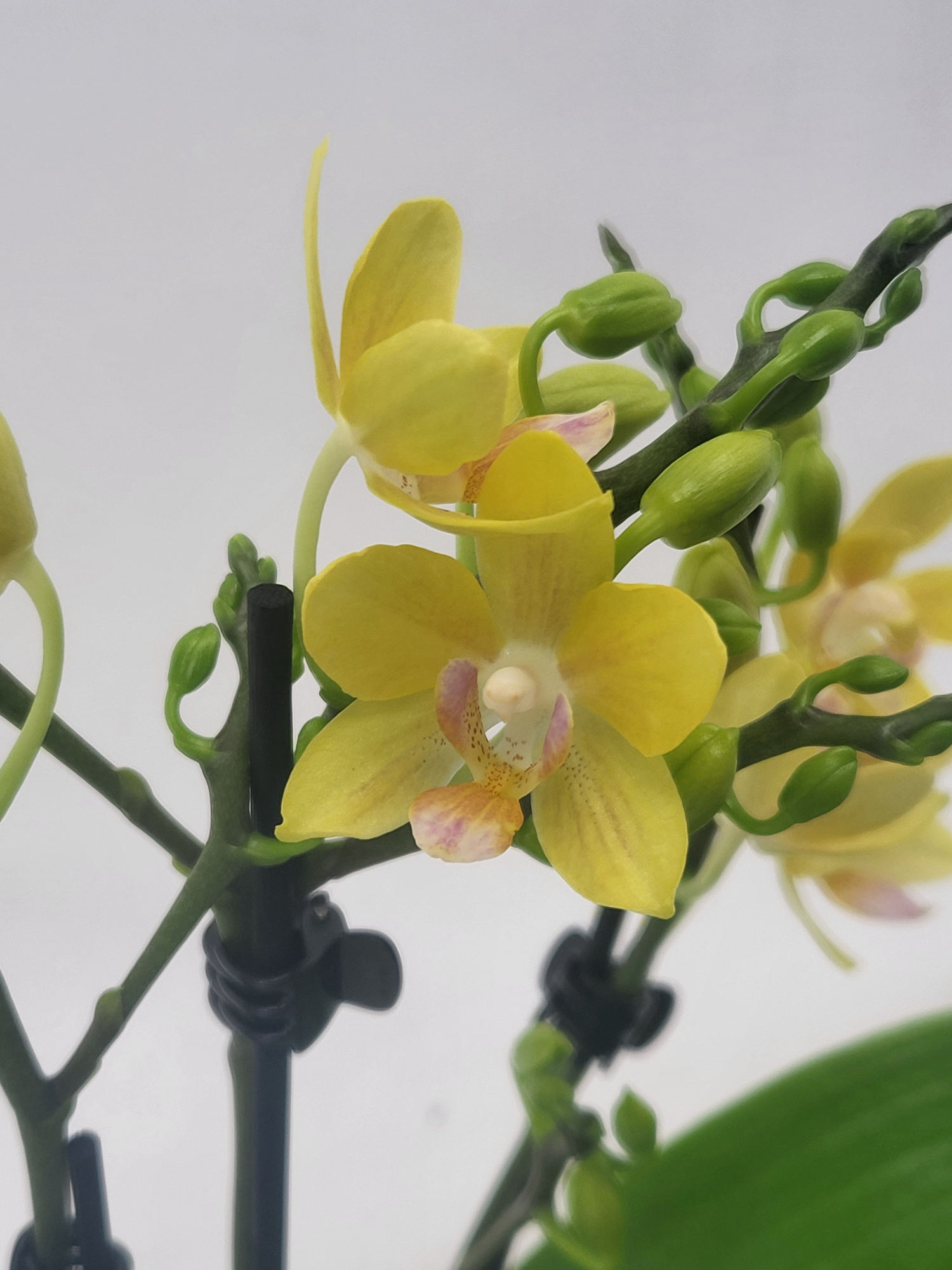 Phal. 2 tak 'Lumina' 9 cm Topf 'Table Dance', D 9