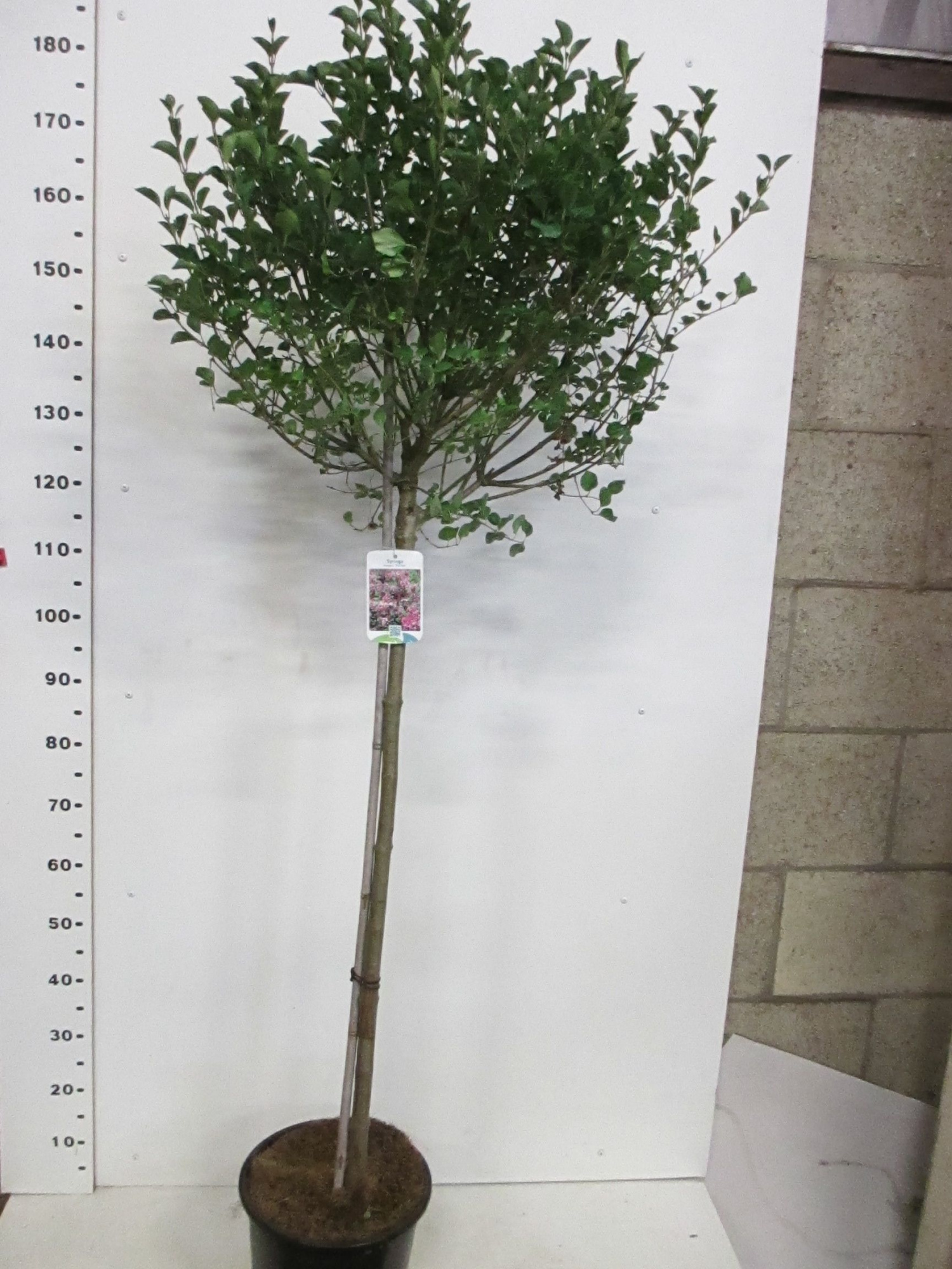 Syringa m. Palibin 100st. P28, D 28