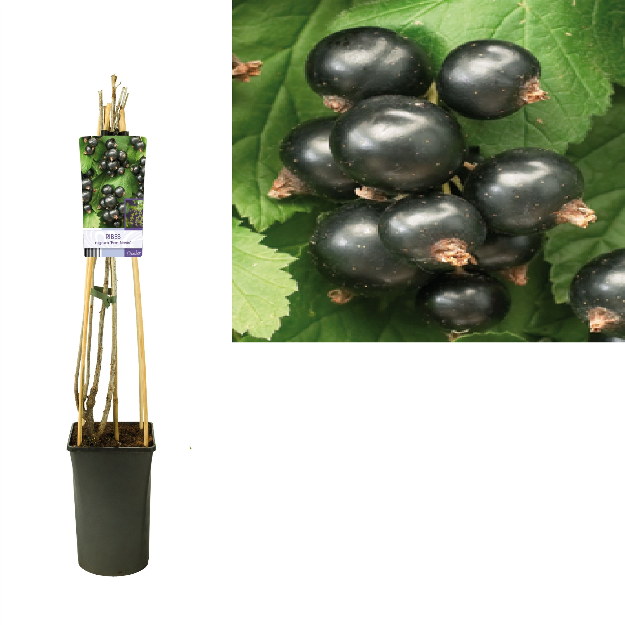 Ribes nigrum 'Ben Nevis' +light label, D 17