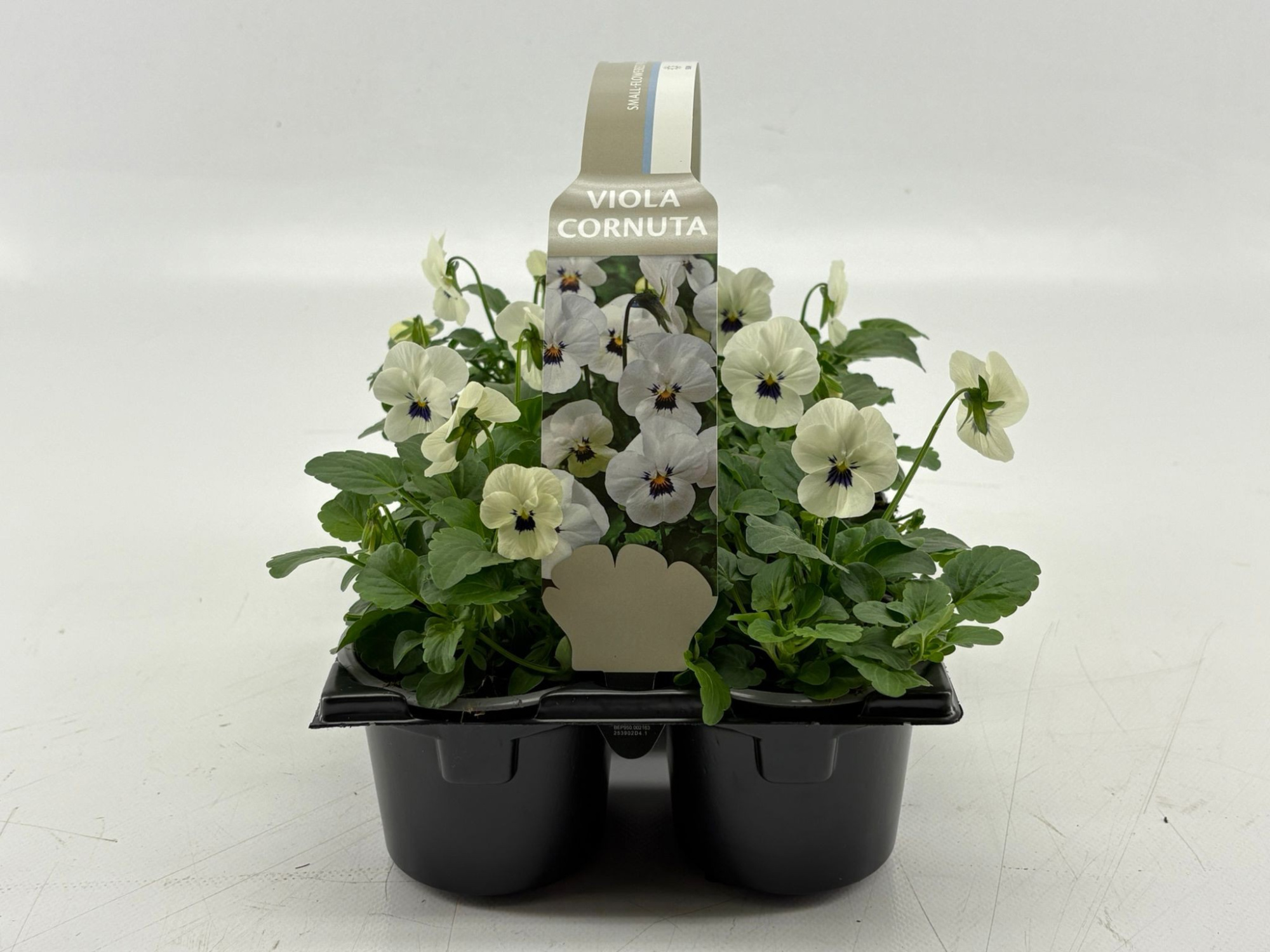 Sixpack Viola Cornuta White With Blotch, D 9