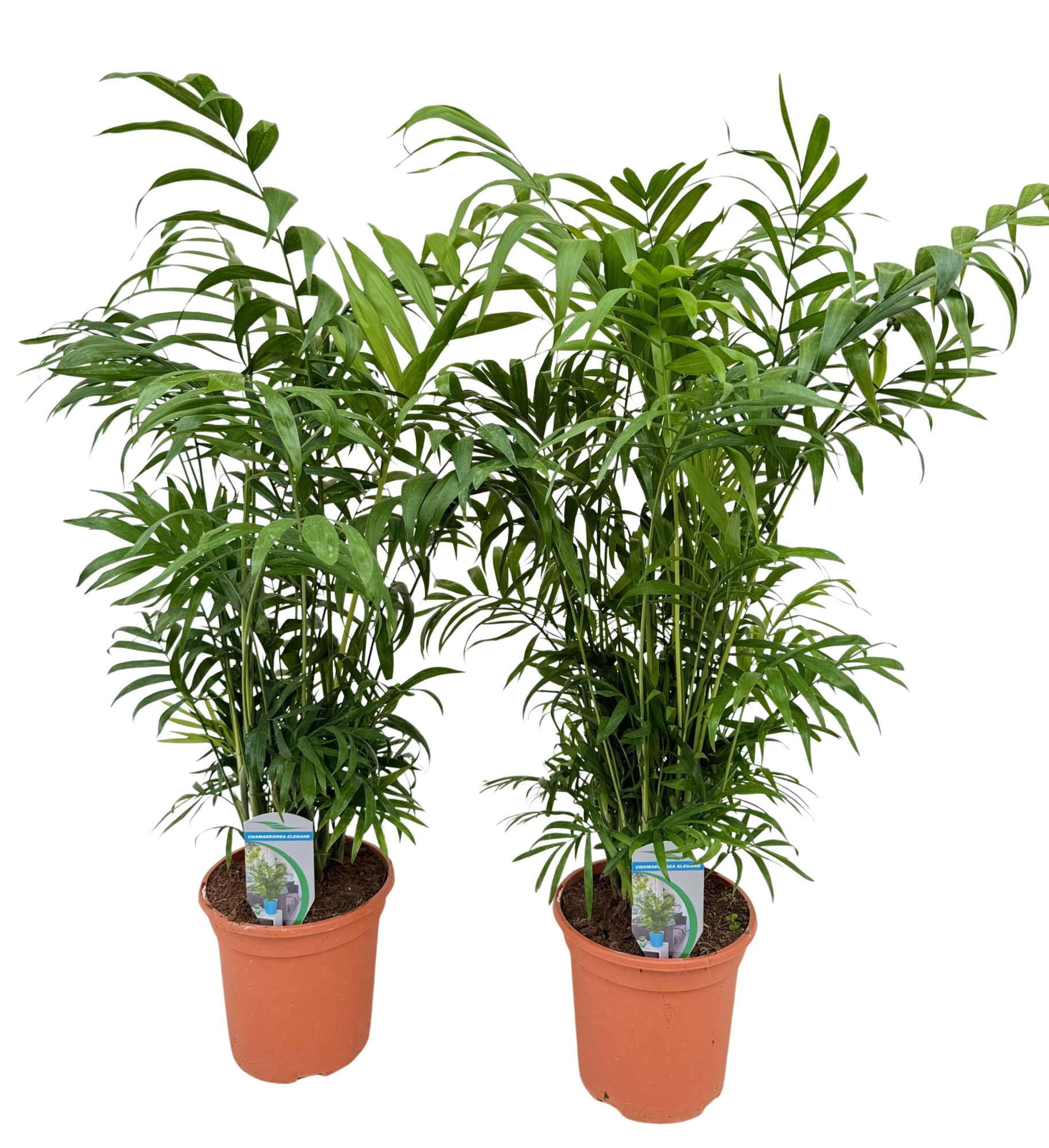 Chamaedorea elegans P18, D 17