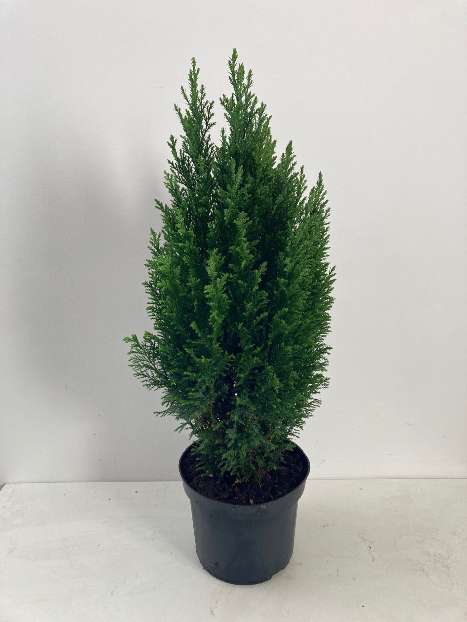 Chamaecyparis law. Ellwoodii, D 17