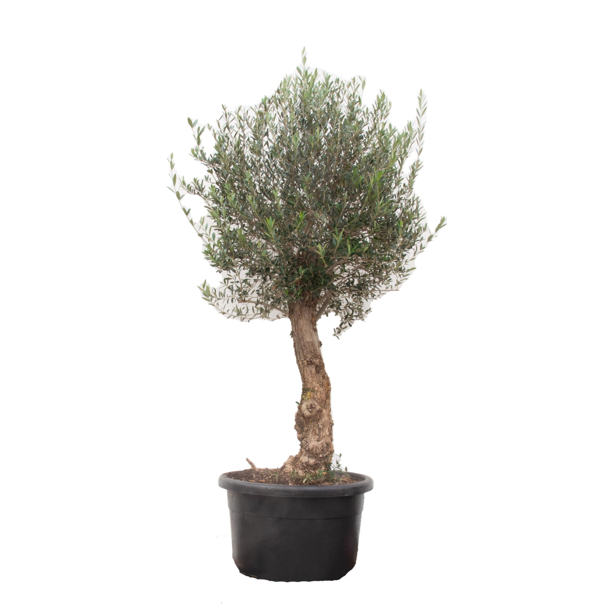 Olea Europaea Bonsai - 225cm, D 70
