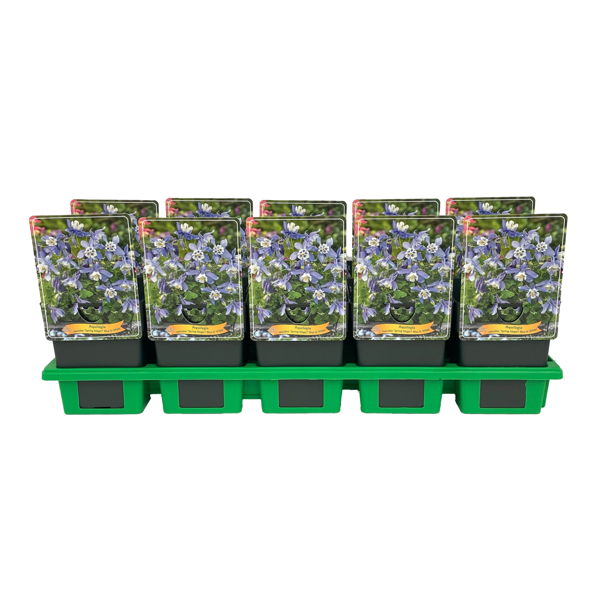 Aquilegia caerulea 'Spring magic® Blue & White' P11, D 11