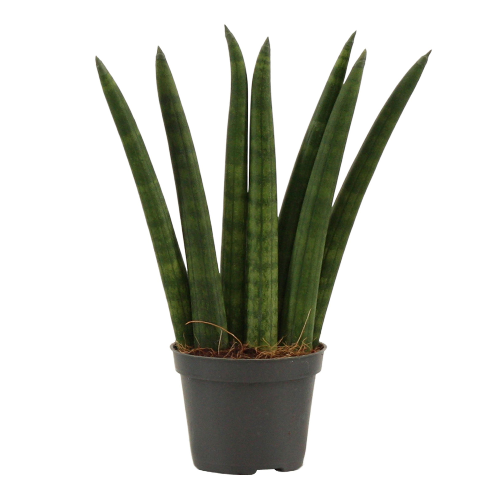 Sansevieria Cylindrica 6 cm Fan, D 6