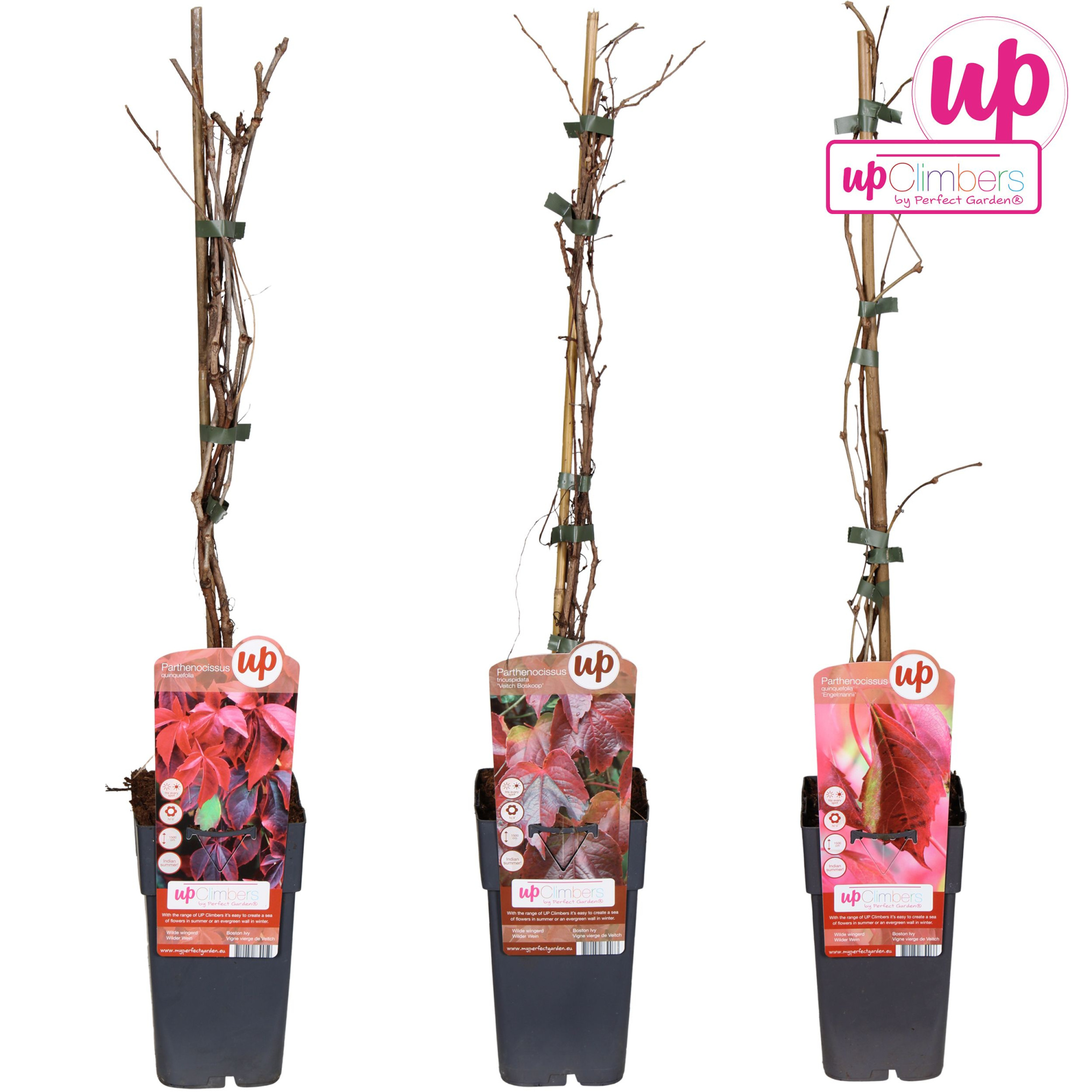 Parthenocissus mix laag P15, D 15