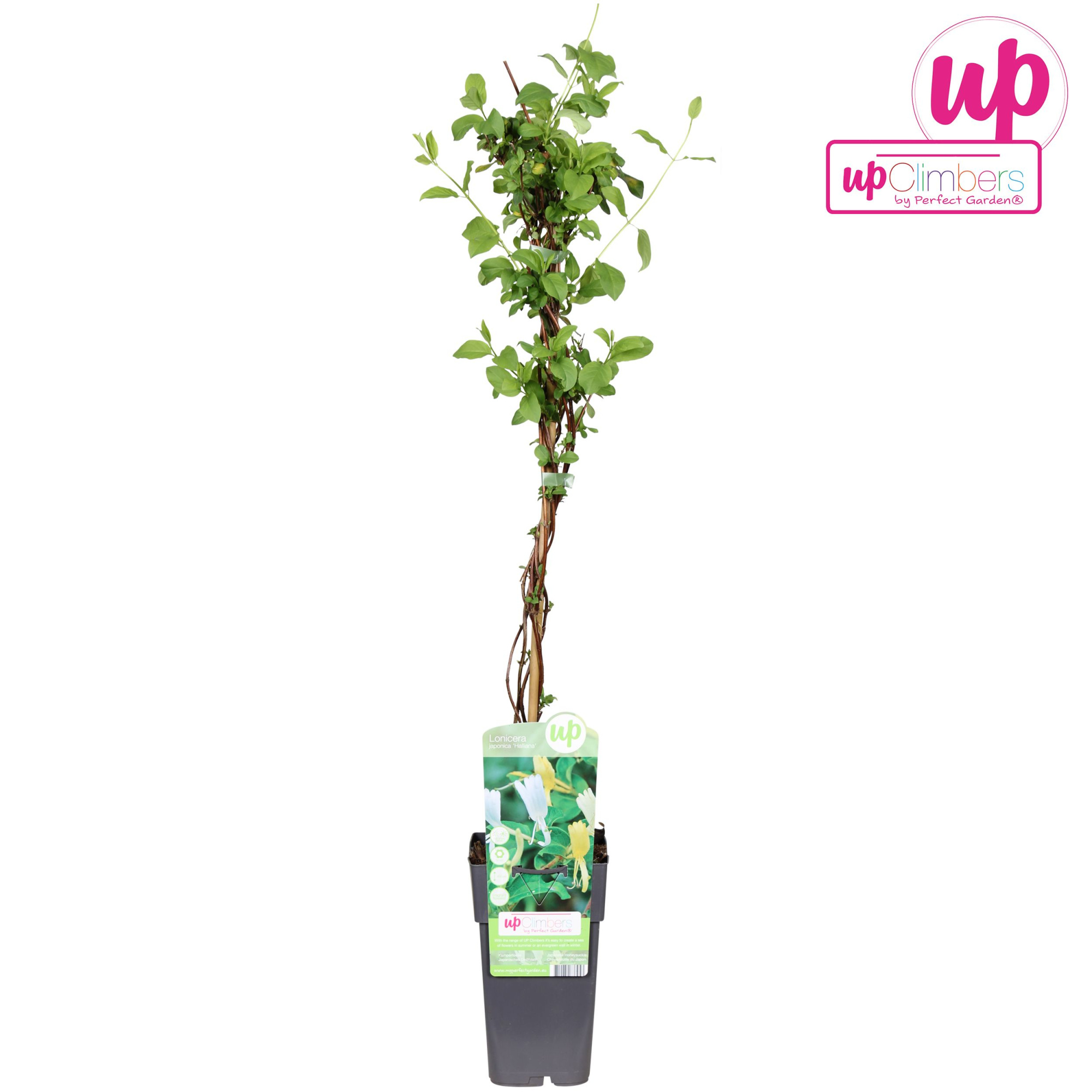 Lonicera japonica Halliana P15, D 15