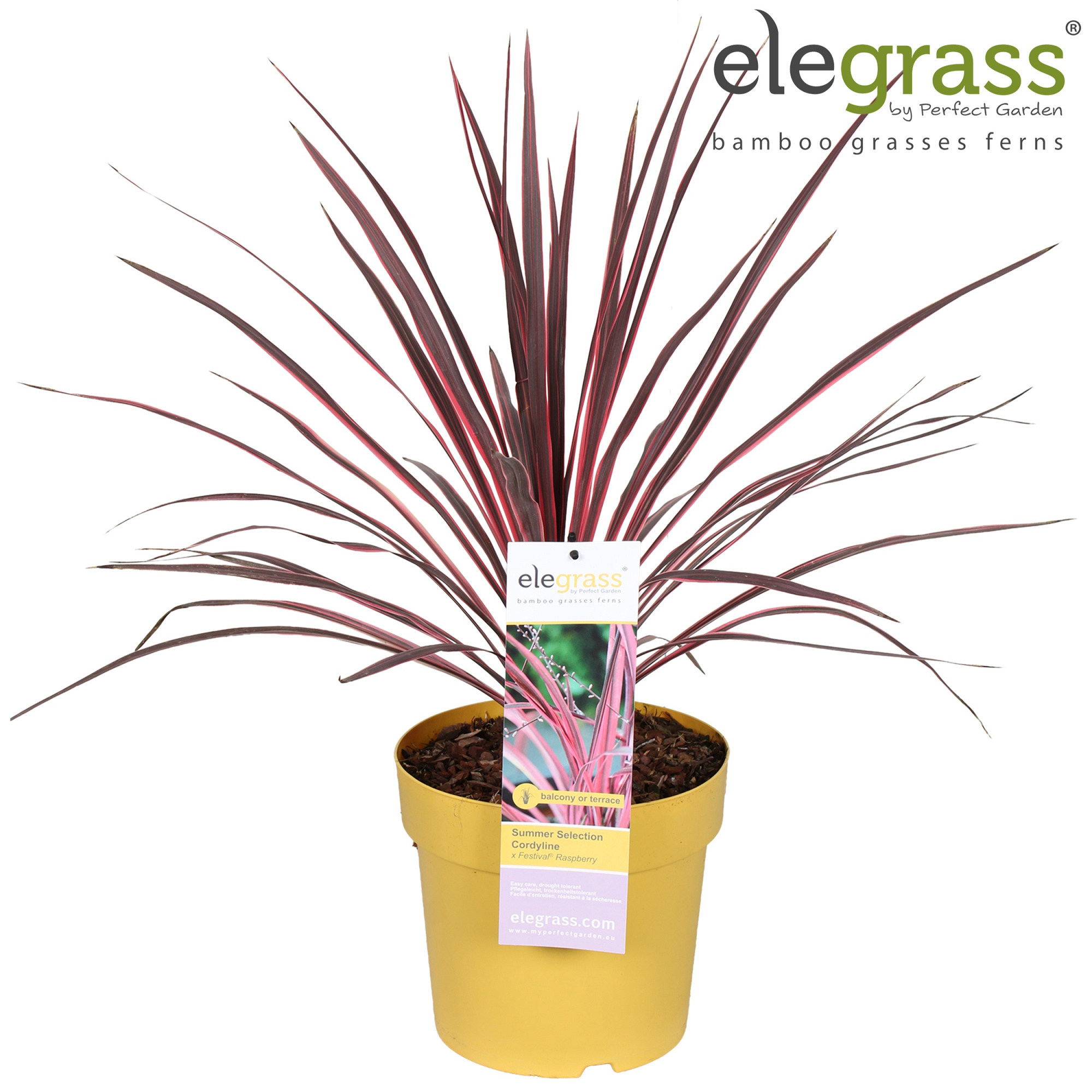 Cordyline x Festival® Raspberry P23, D 23