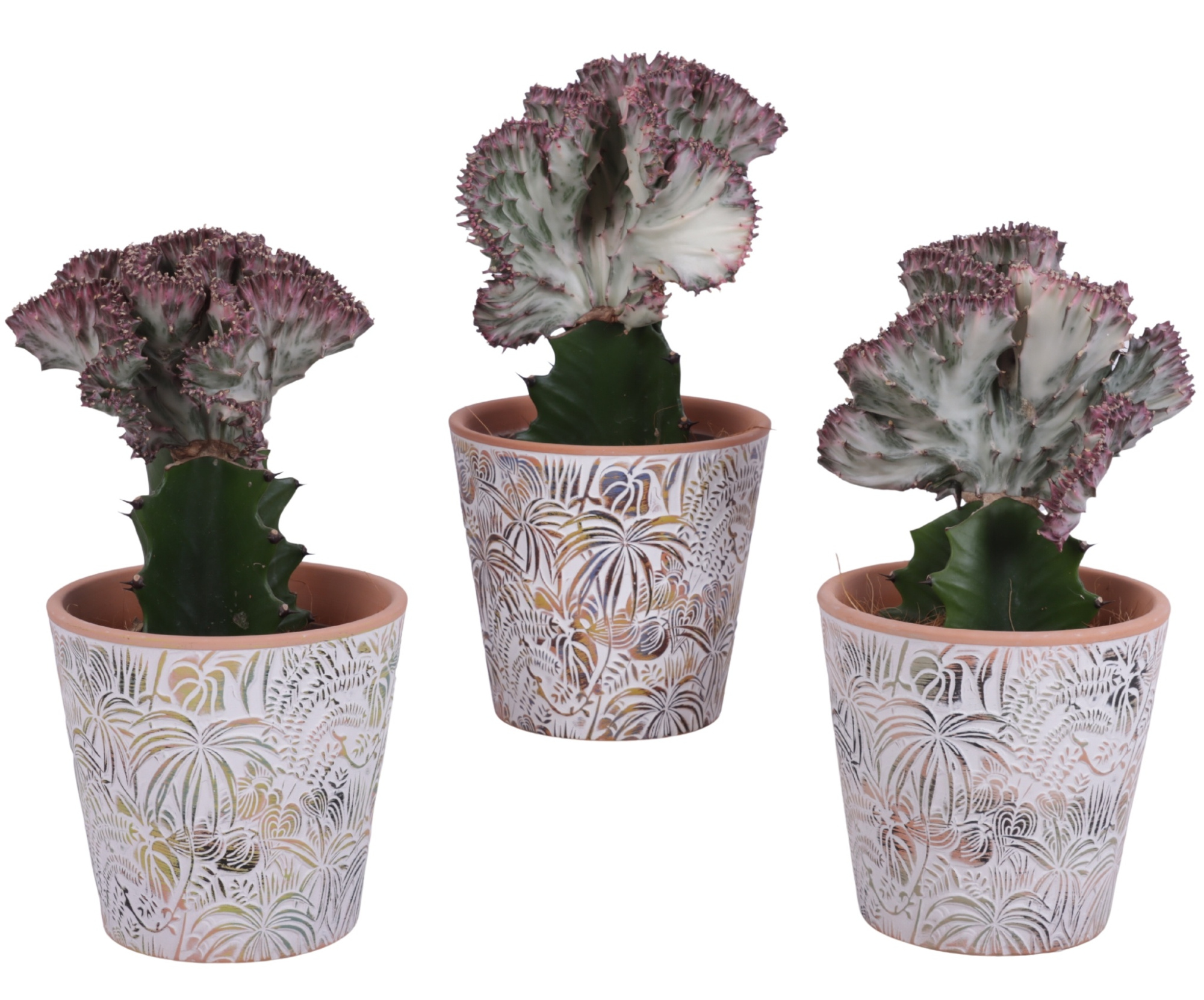 Euphorbia Lactea Ø12cm in Ø14cm Ceramic Pot Jungle, D 14