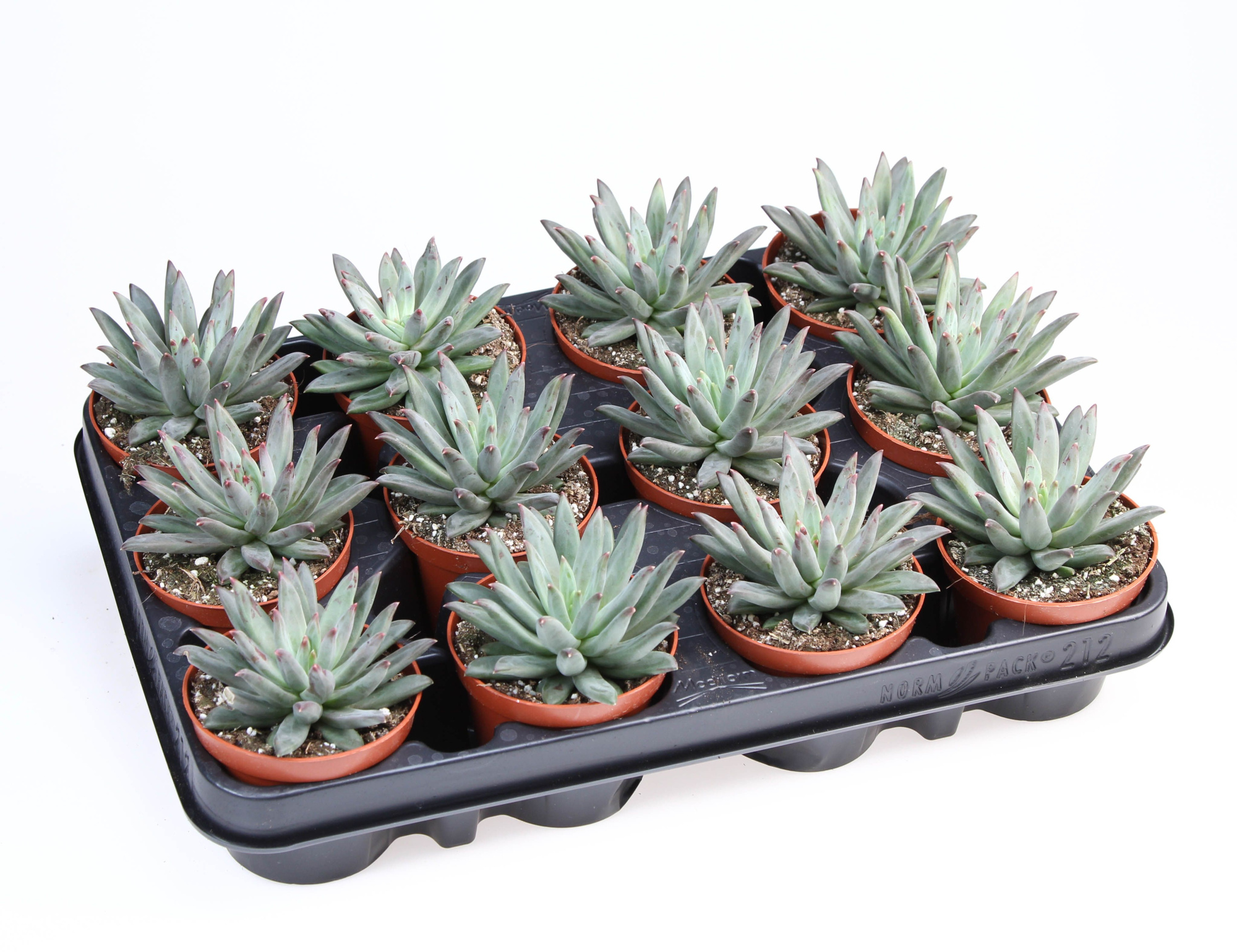 Echeveria Hybrid Nashira, D 8,5