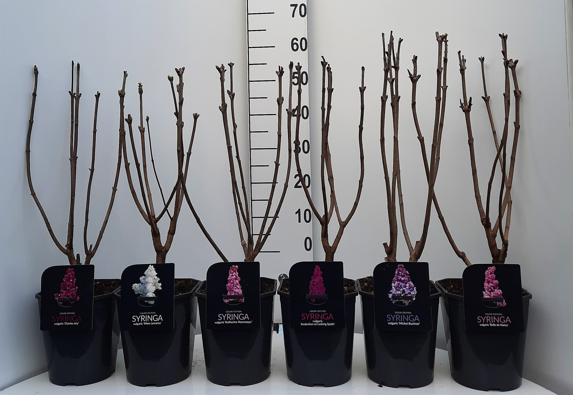 Syringa vulgaris In Cultivars 5-7 tak, D 21