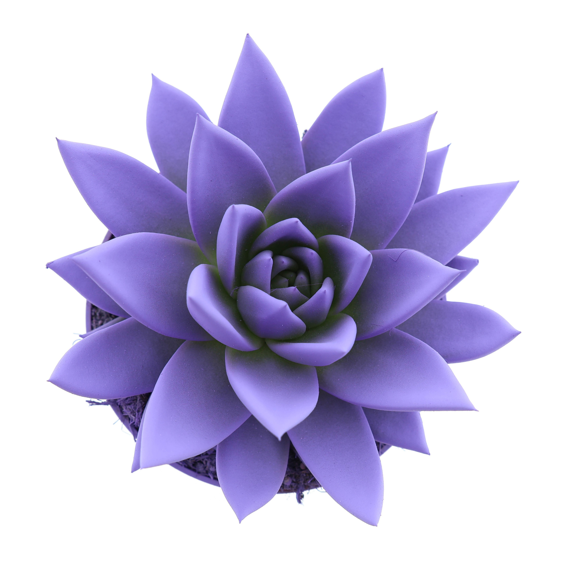 Rainbow dark milka, D 10,5