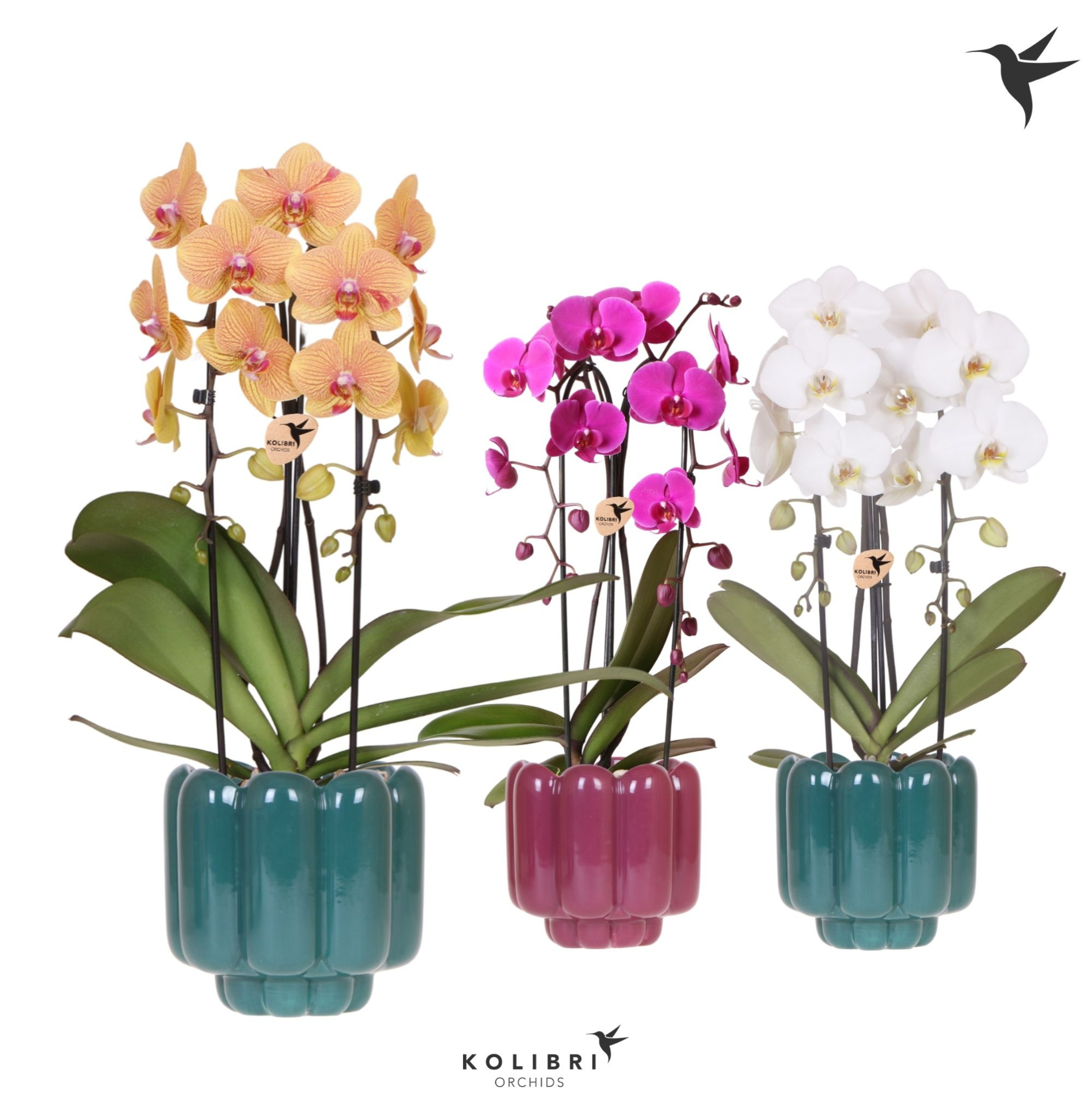 Kolibri Orchids Cascade Niagara Fall mix 2 spike in Retro pot green mix, D 12