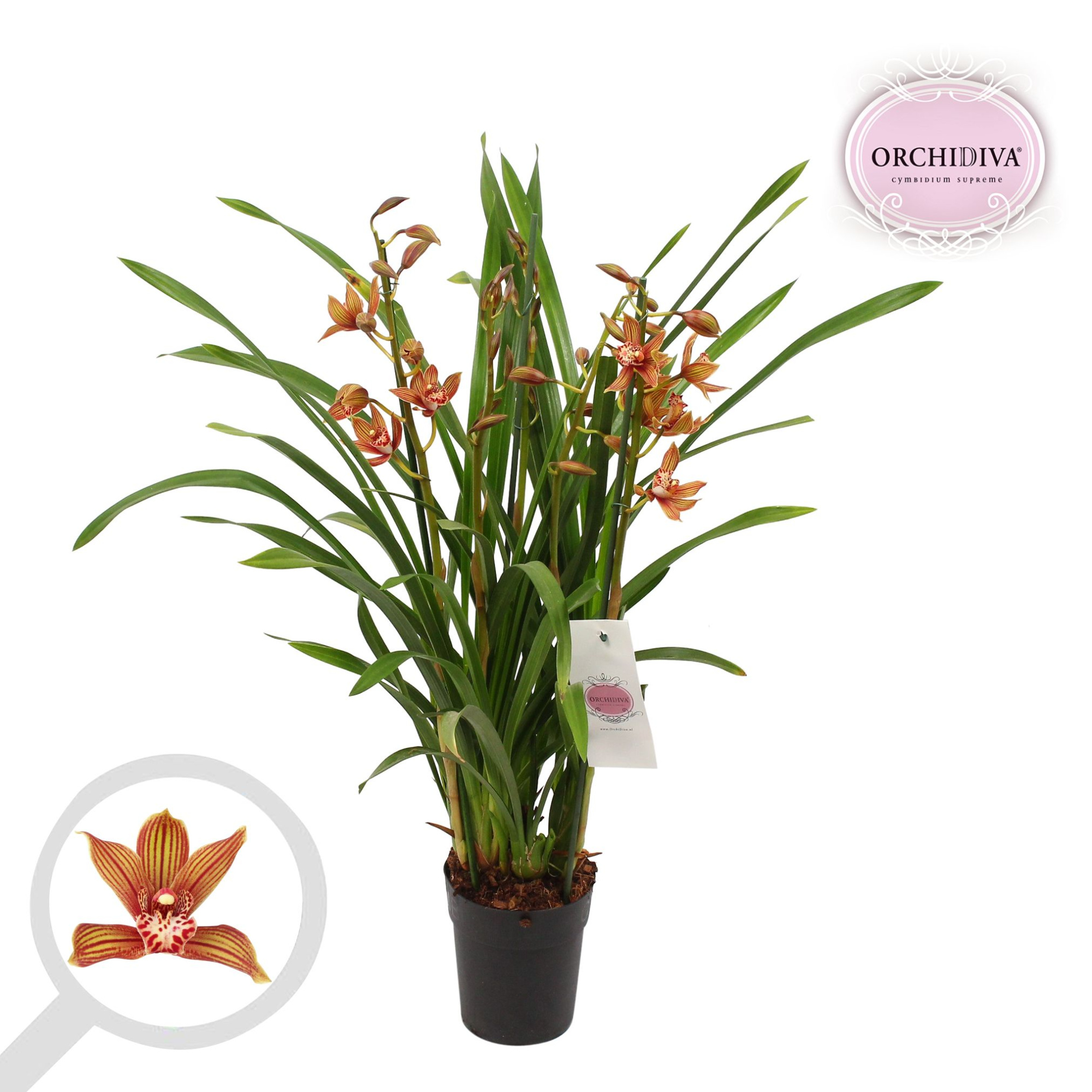 Cymbidium Claire 3-4 tak, D 14
