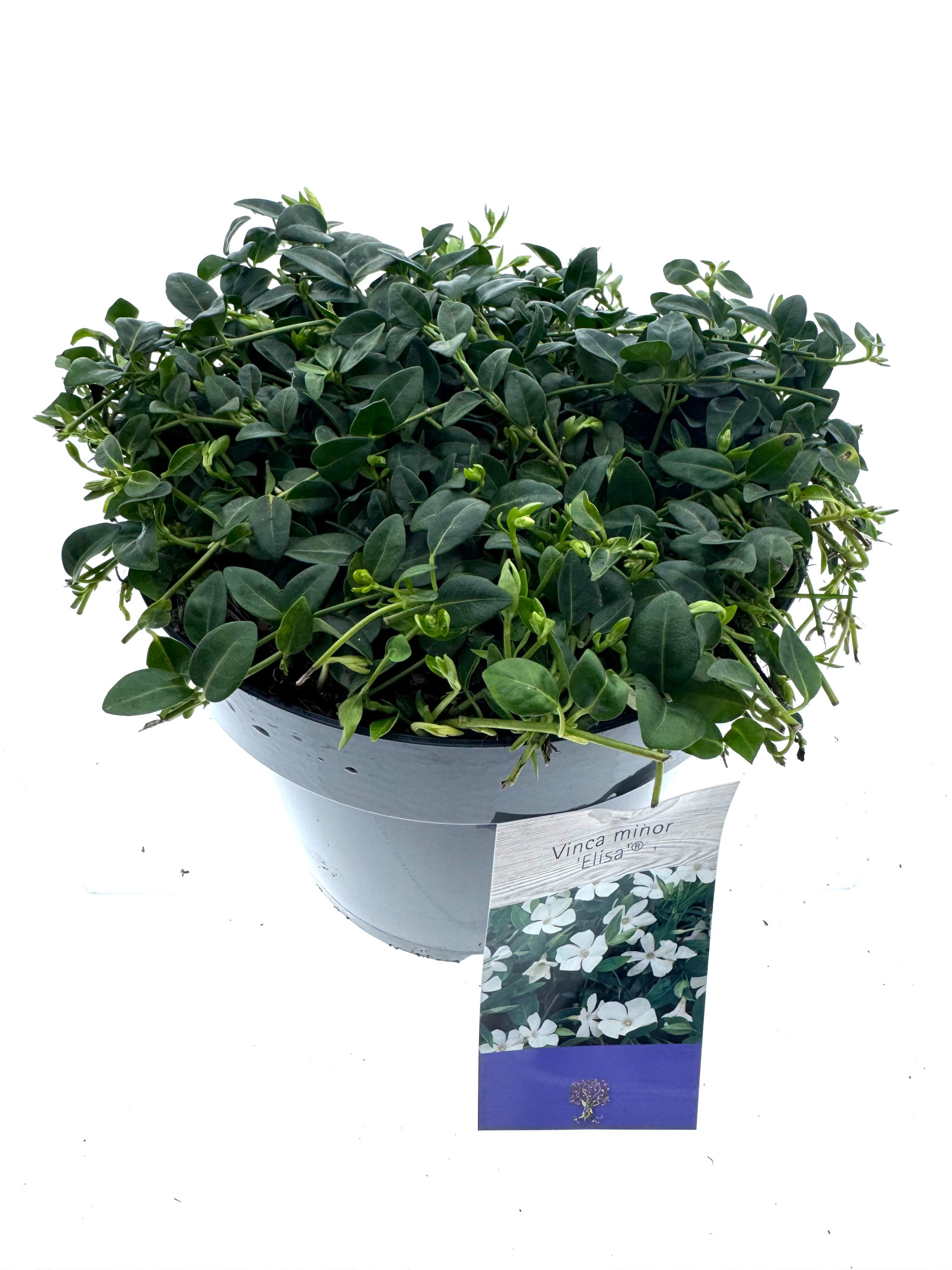 Vinca minor 'Elisa', D 19