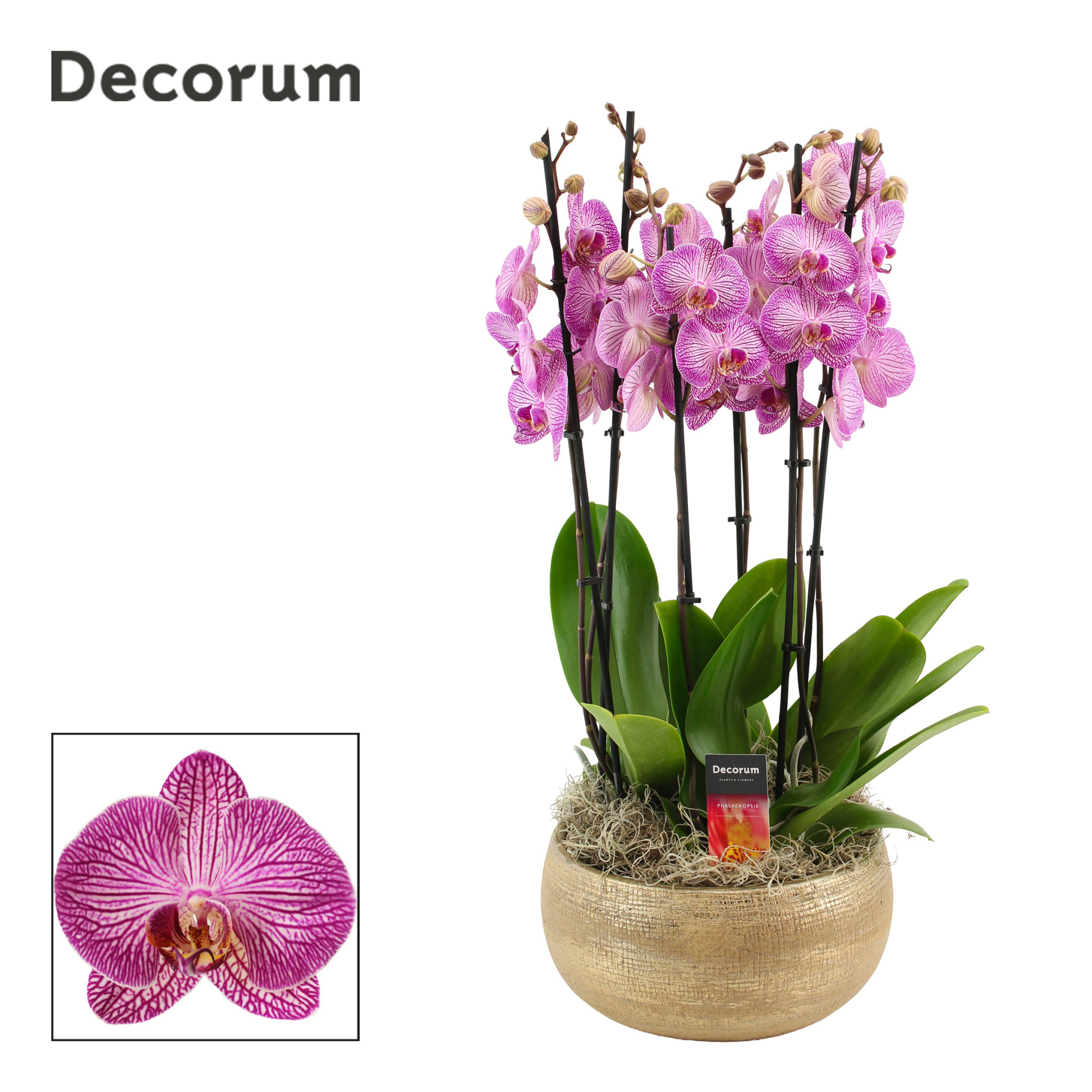 Aurelie 6 tak symphony purple (Deco-collection), D 27