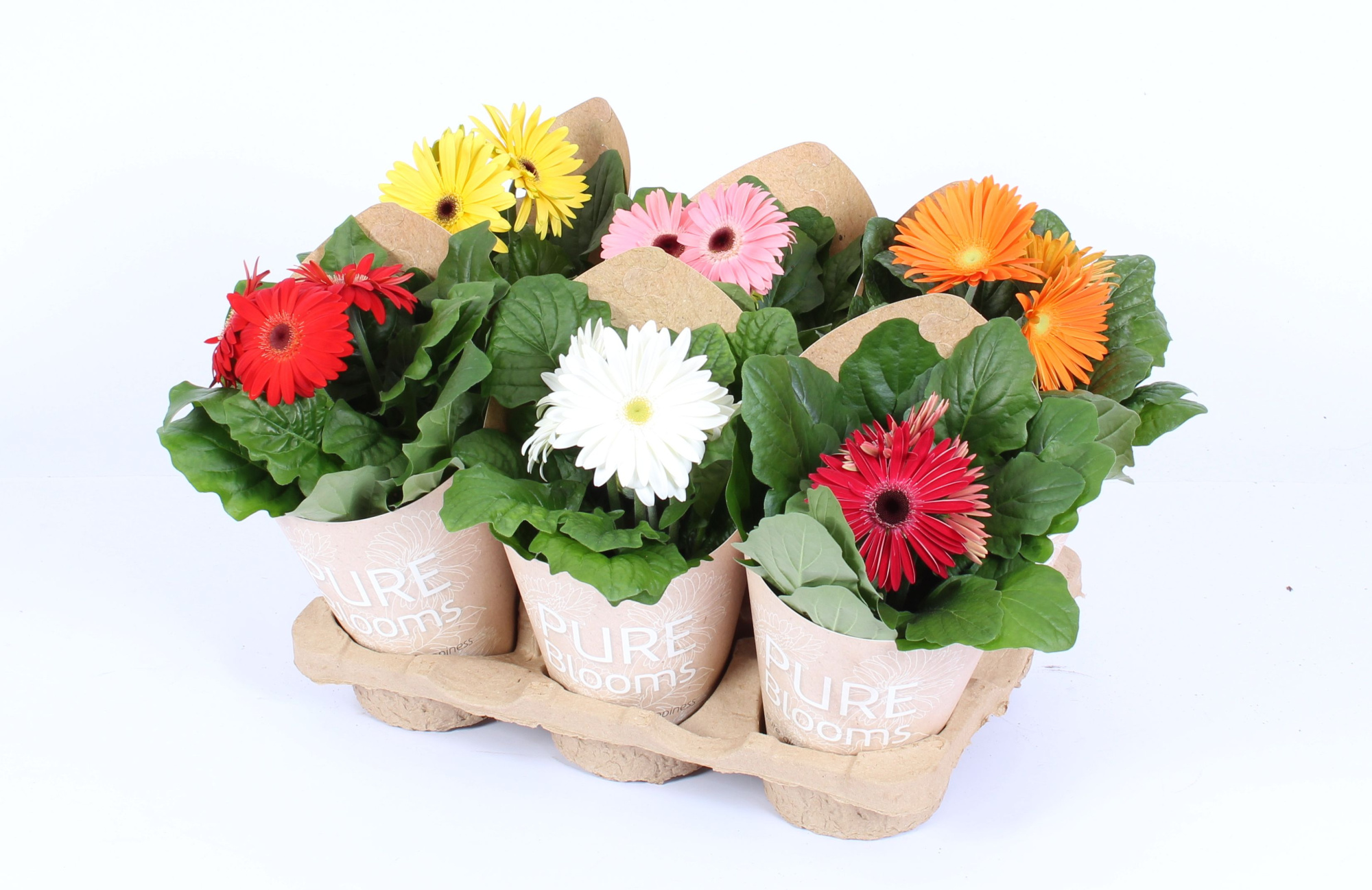 Gerbera gemengd 2+ bl12 cm in Pure Blooms draagtas eco, D 12