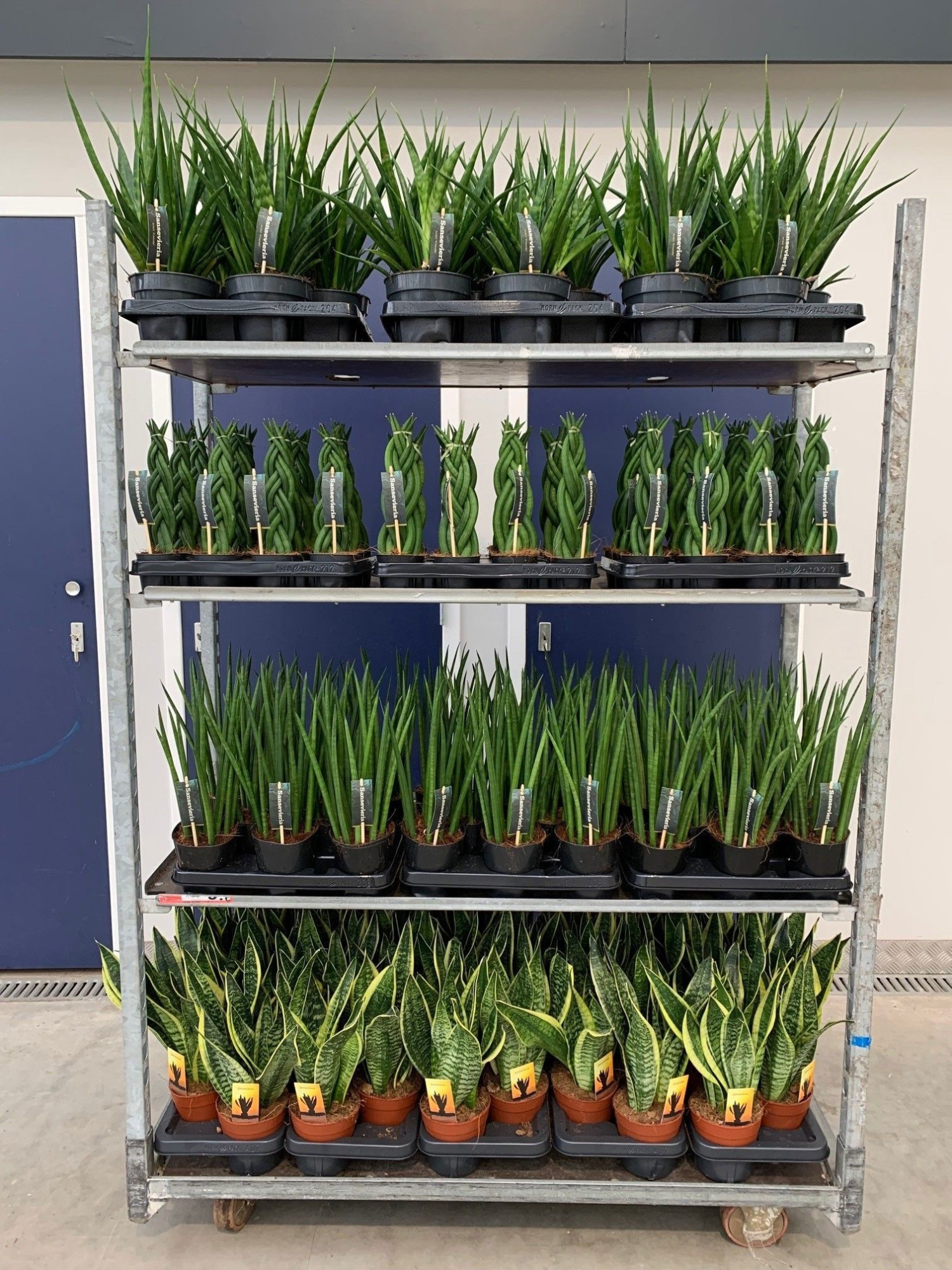 Sansevieria mix CC (soort per laag), D 14