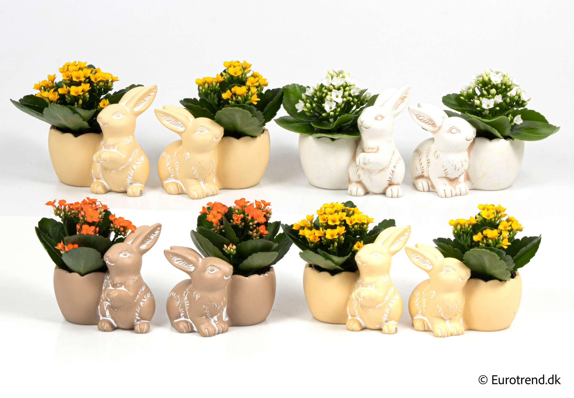 Kalanchoe in Easter ceramic 2026, D 6