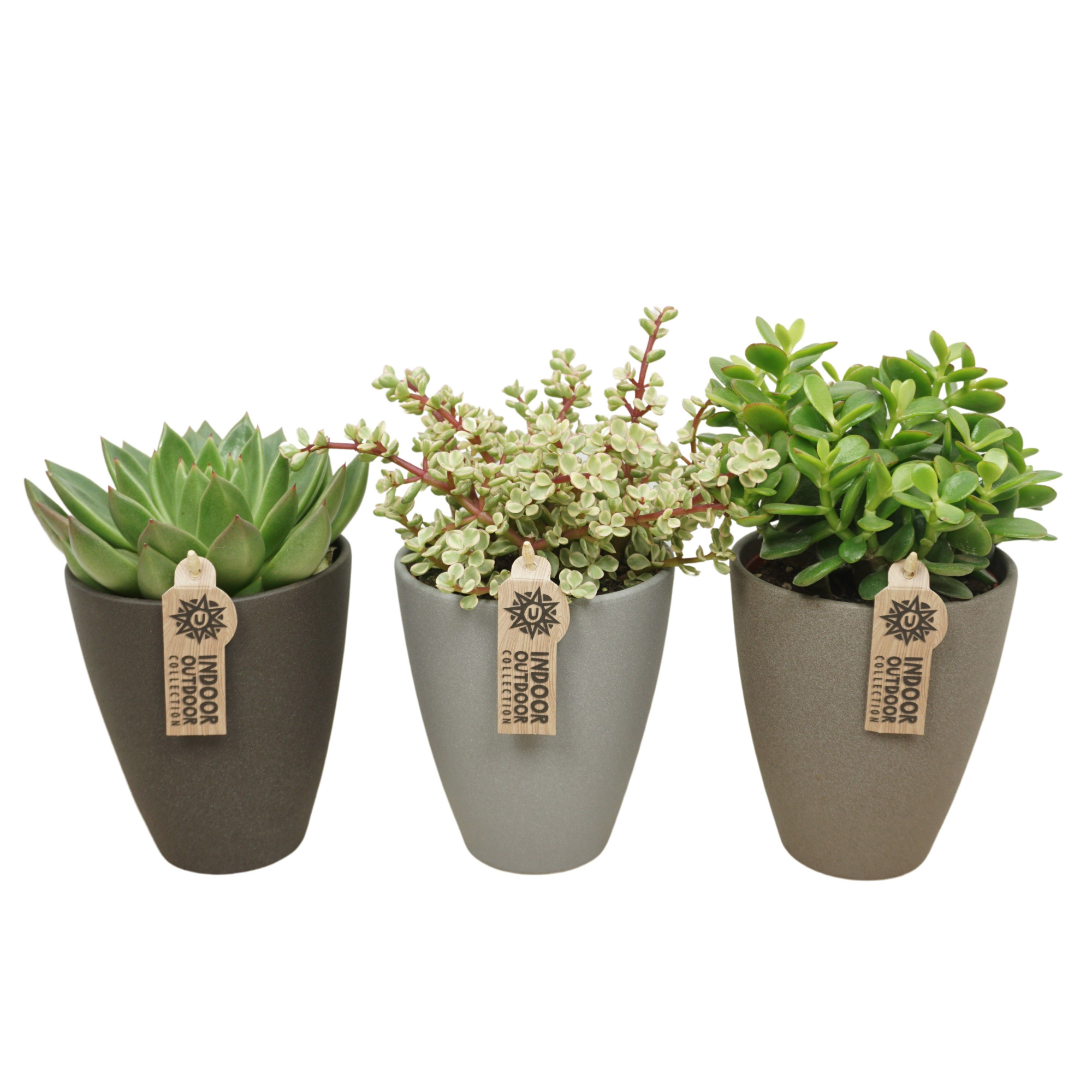Succulenten mix in 13 cm hoge vaaspot (3 assorti), D 12