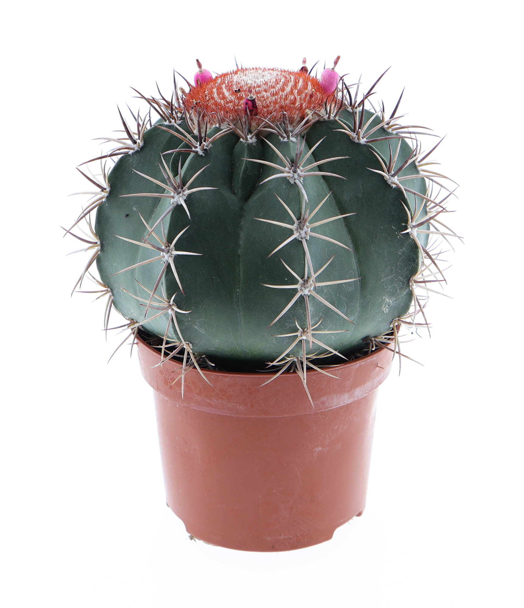 Melocactus neryi XL, D 12