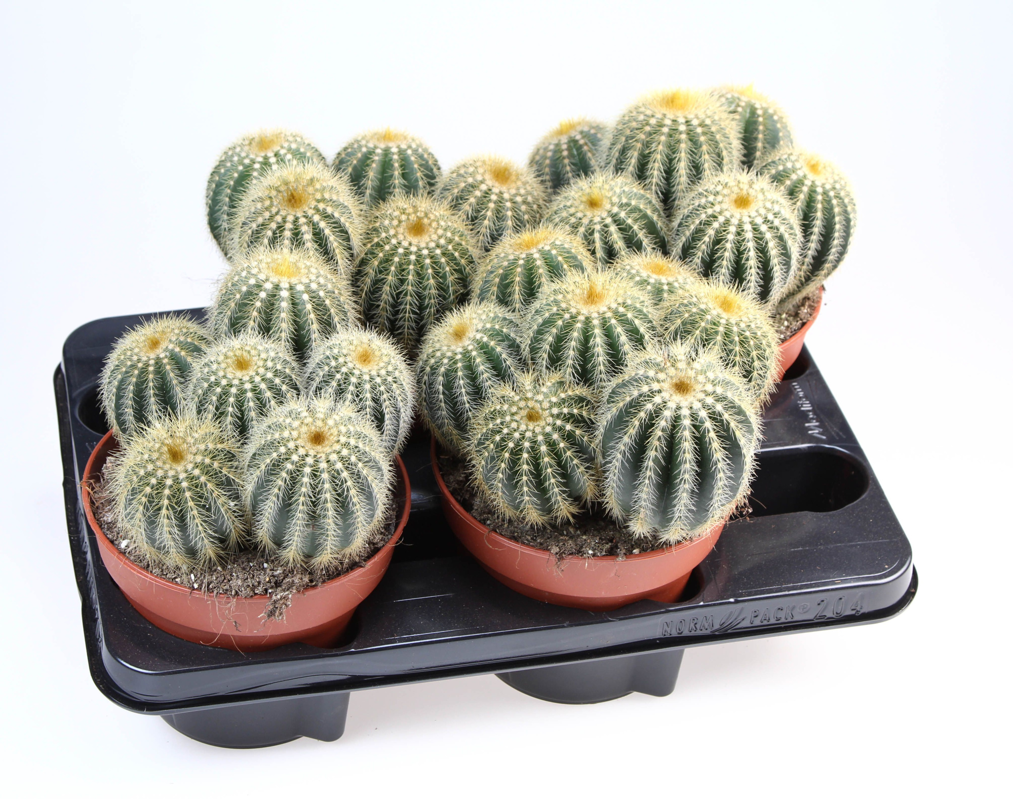 Notocactus Warassi, D 15