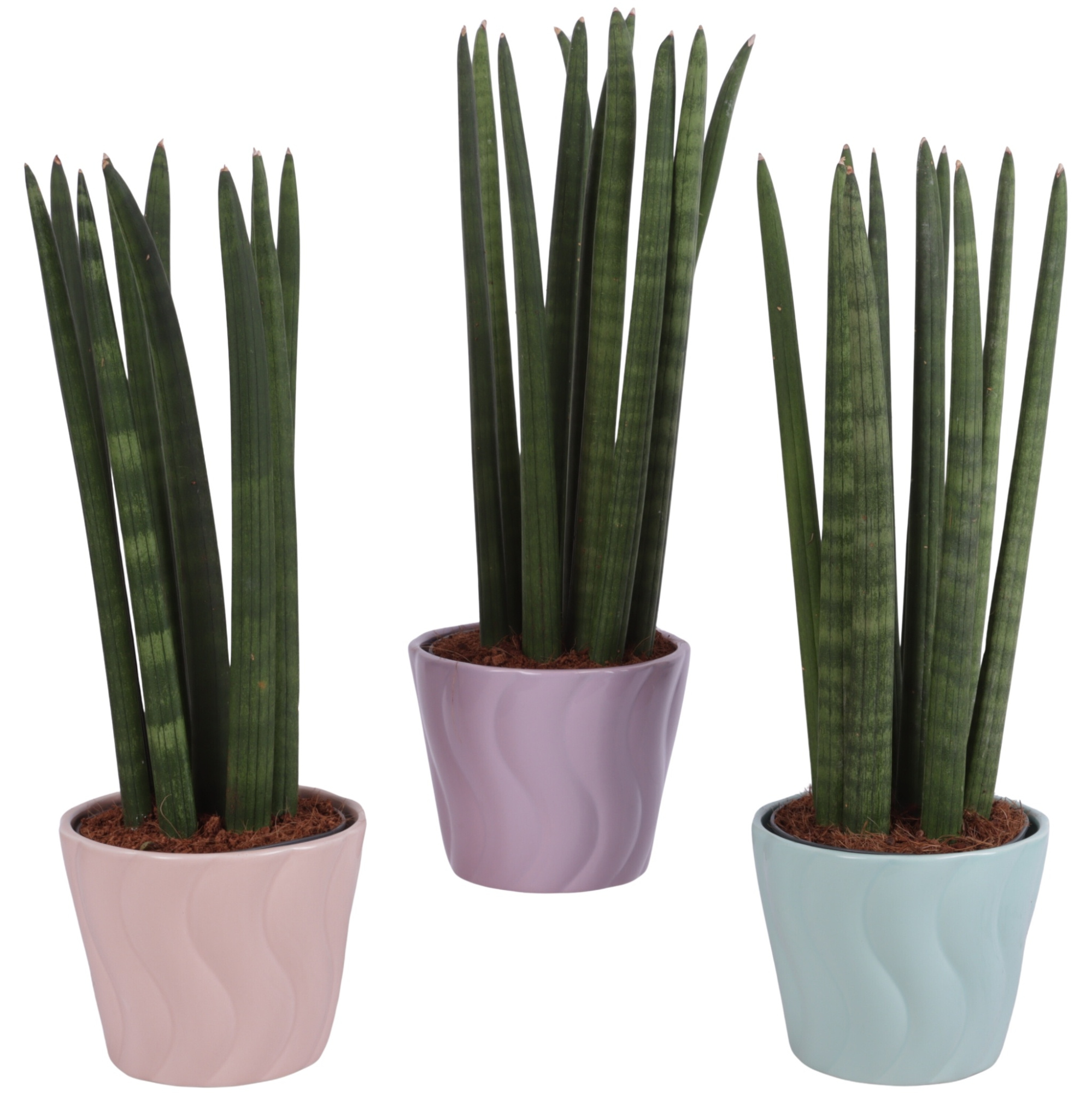 Sansevieria Cylindrica Straight 10 Leaf in Ø14cm Ceramic SE662, D 14 cm