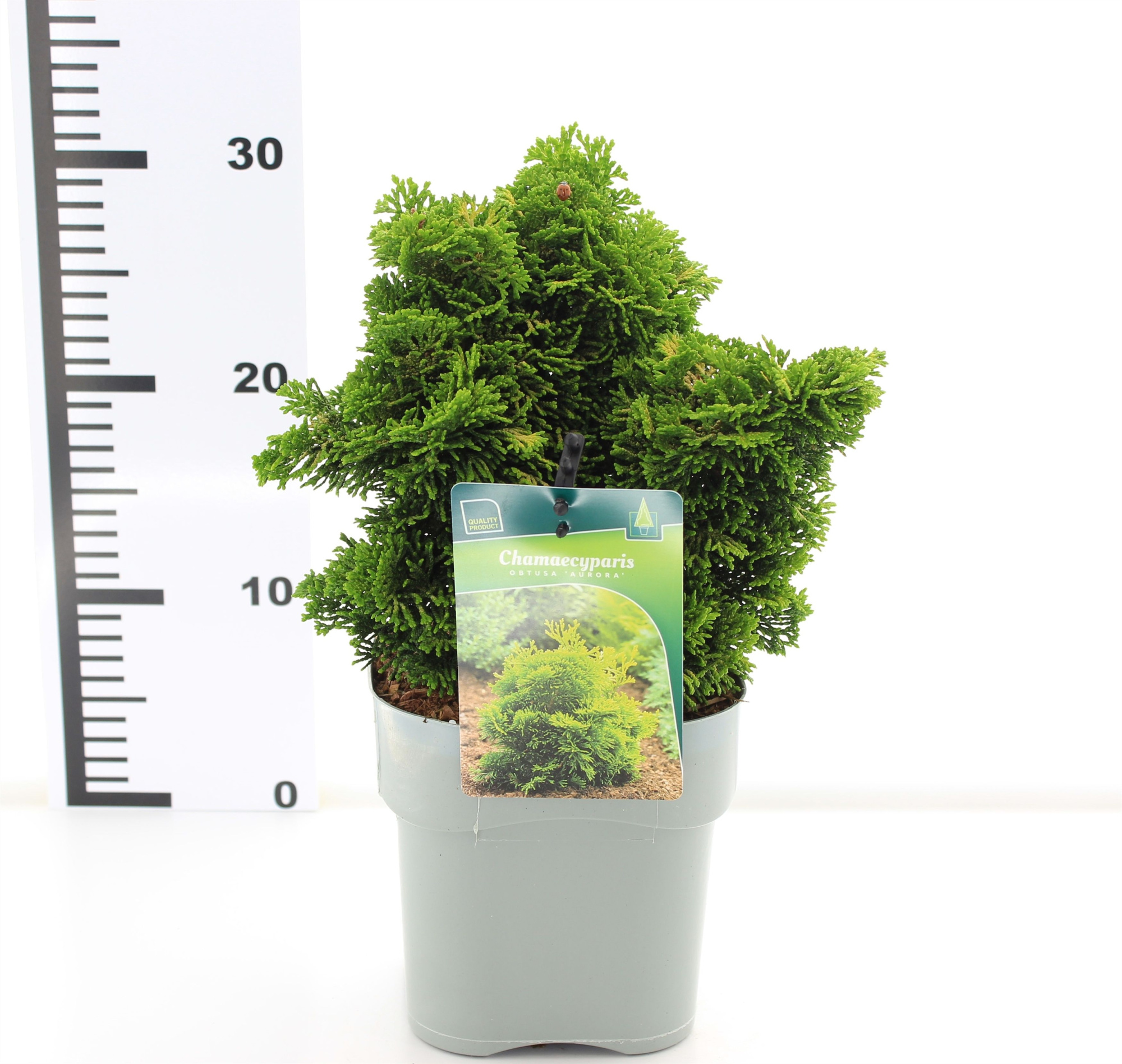 Chamaecyparis obtusa 'Aurora', D 17