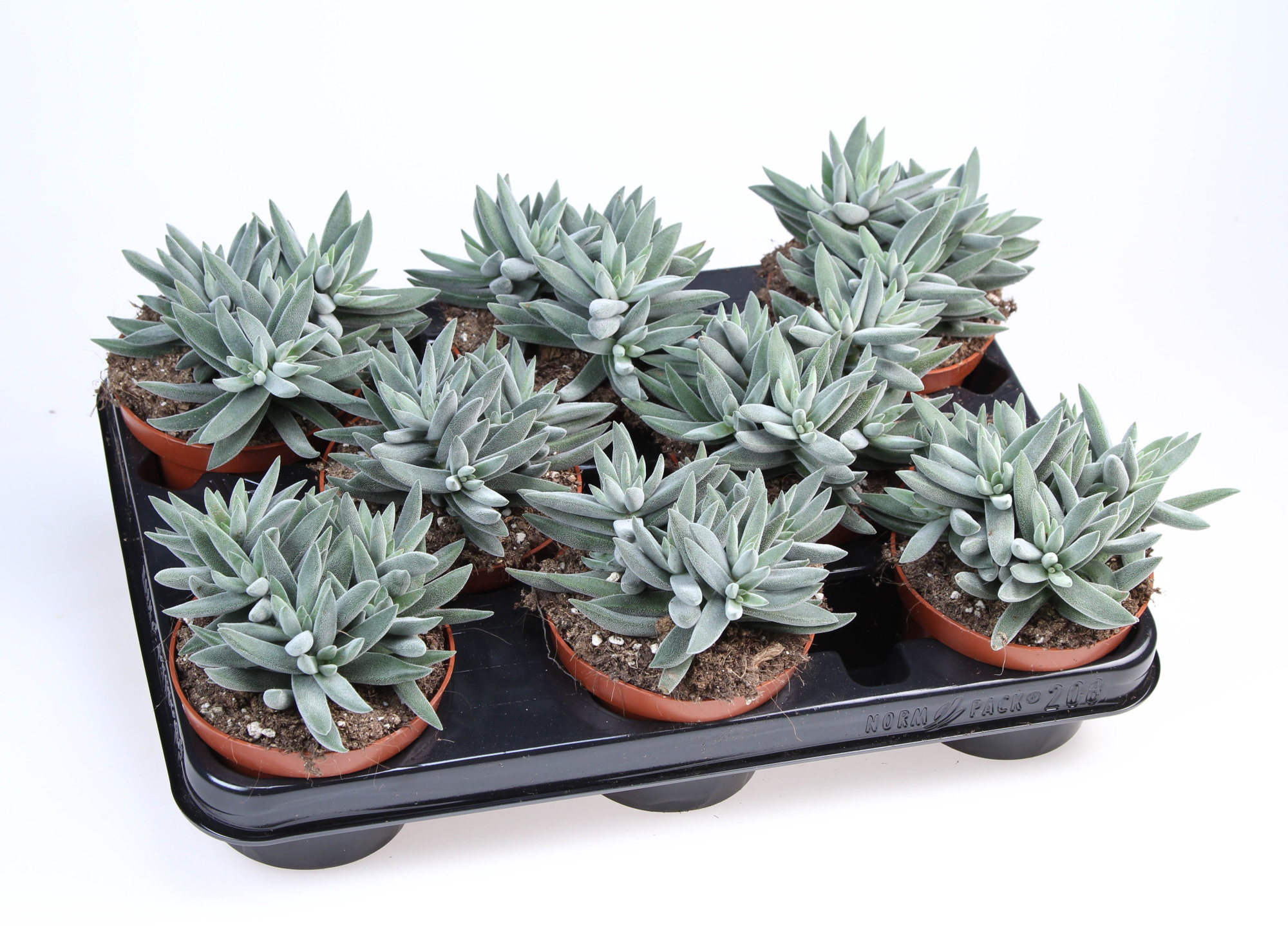Crassula silver, D 10,5