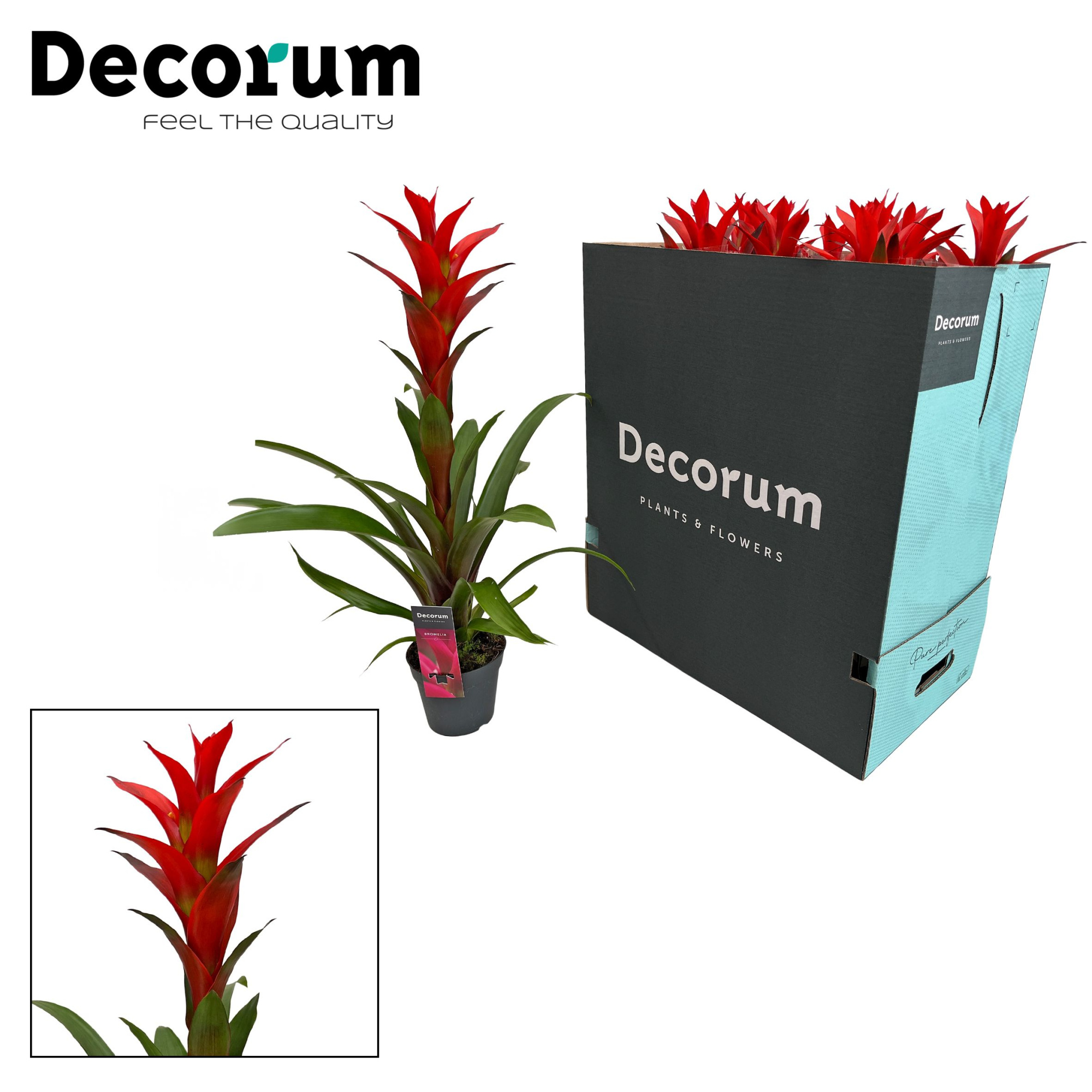 Guzmania Ostara XXL (Decorum), D 13