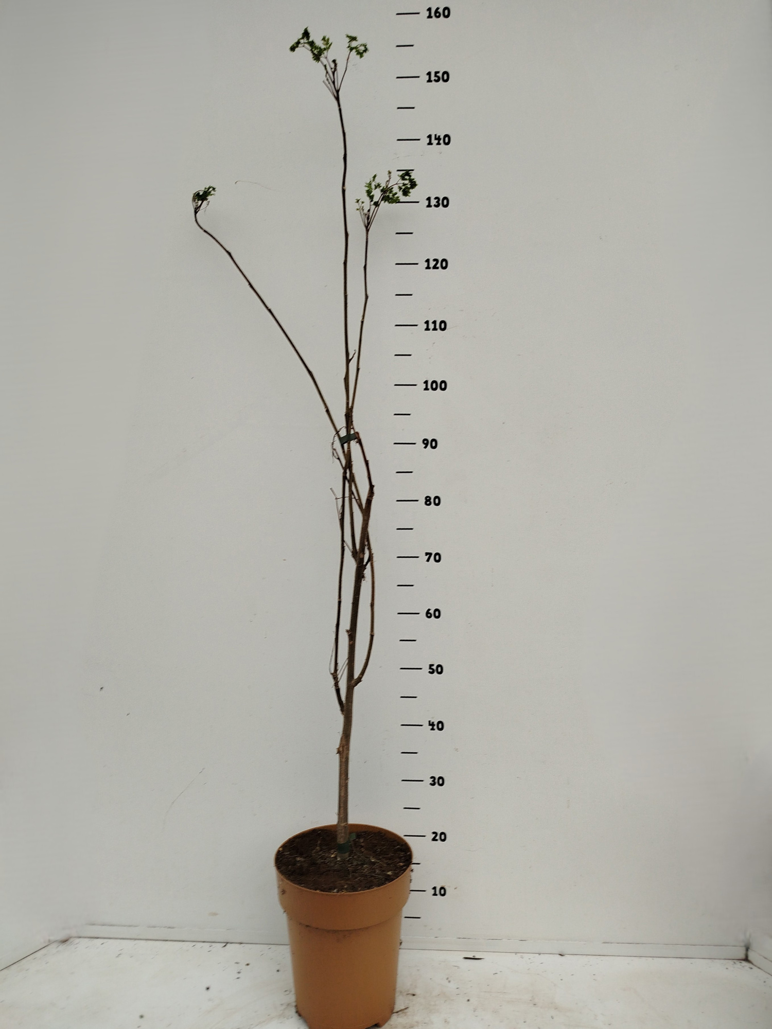 Moringa oleifera, D 24