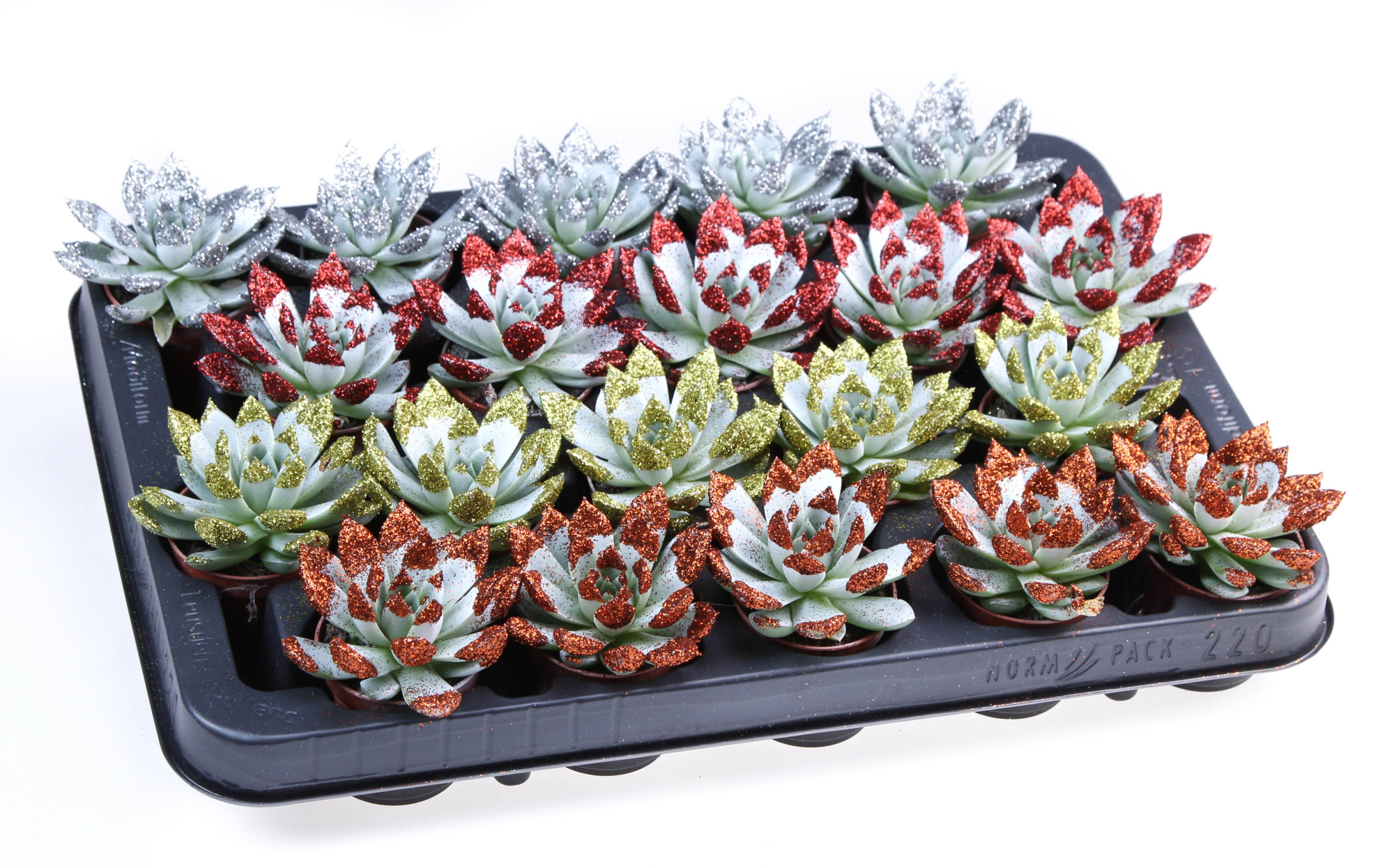 Miranda wit + glittertips, D 5,5