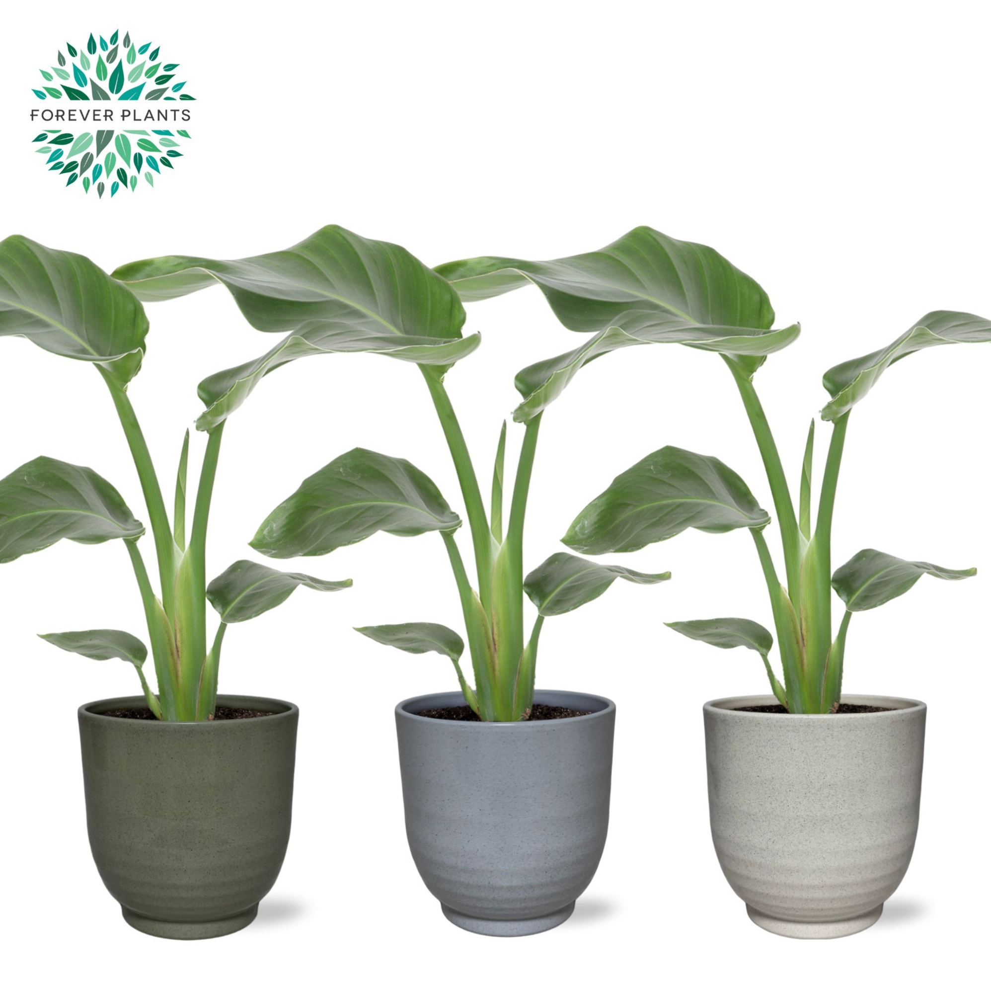 Strelitzia Nicolai p14 in FEM Keramiek, D 14